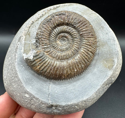 Dactylioceras semicelatum Ammonite fossil with box and stand - Whitby, North Yorkshire Jurassic Coast Yorkshire Fossils