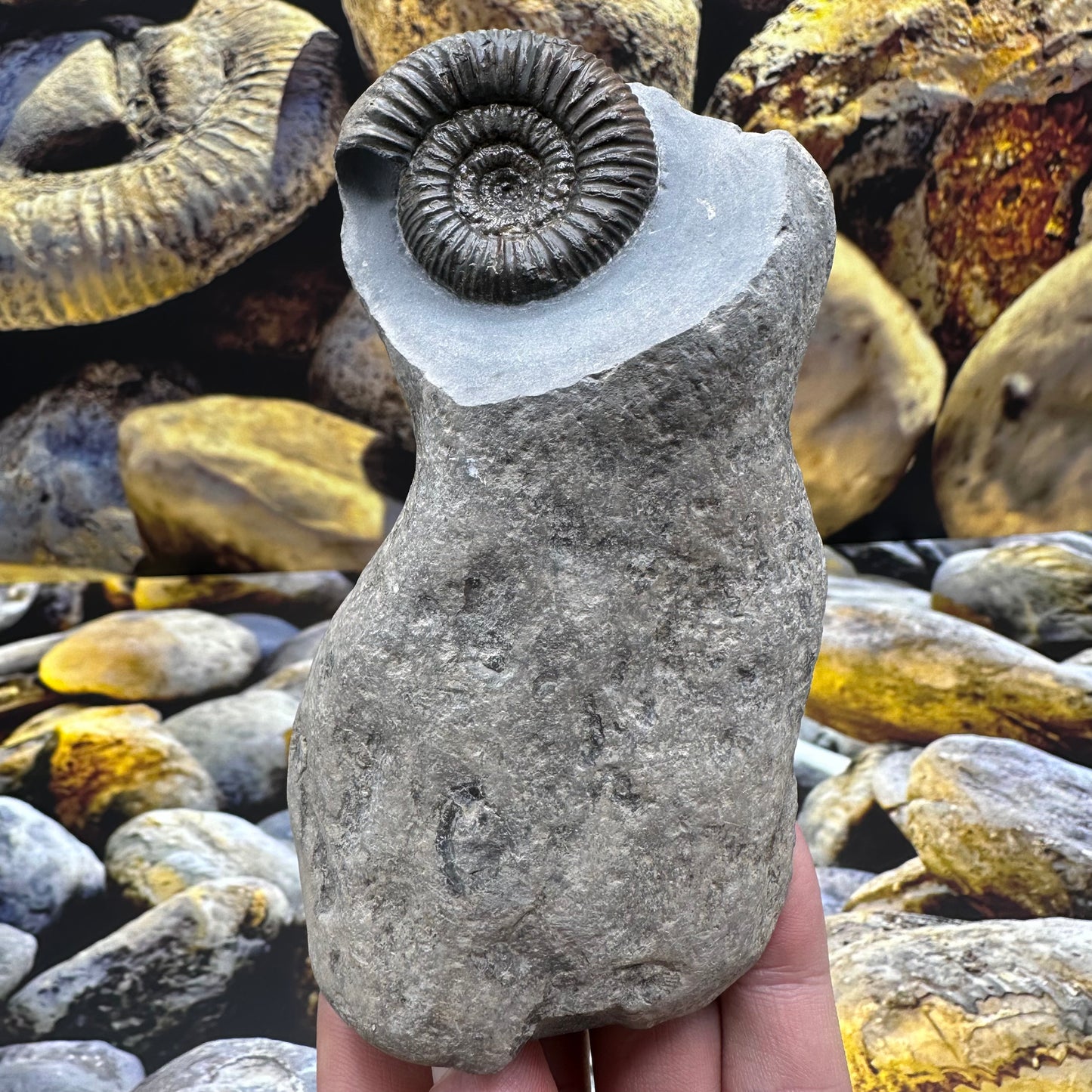 Catacoeloceras jordani ammonite fossil - Whitby, North Yorkshire