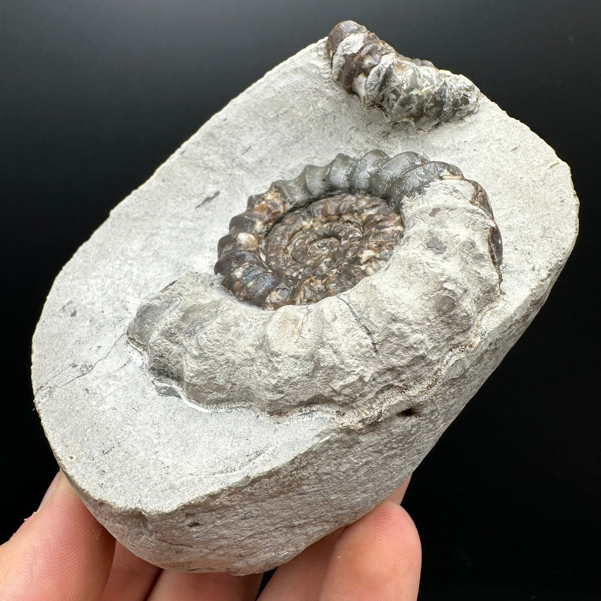 Androgynoceras maculatum ammonite fossil with box and stand - Whitby, North Yorkshire Jurassic Coast Yorkshire Fossils