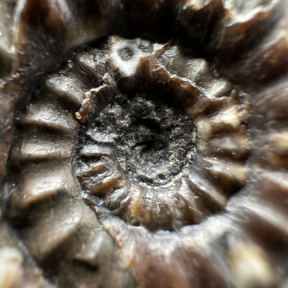 Androgynoceras maculatum ammonite fossil with box and stand - Whitby, North Yorkshire Jurassic Coast Yorkshire Fossils