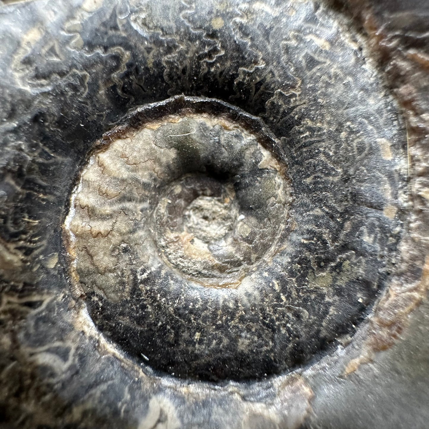 Grammoceras thoaurense Ammonite shell fossil - Whitby, North Yorkshire, Yorkshire Fossils from the Jurassic Coast