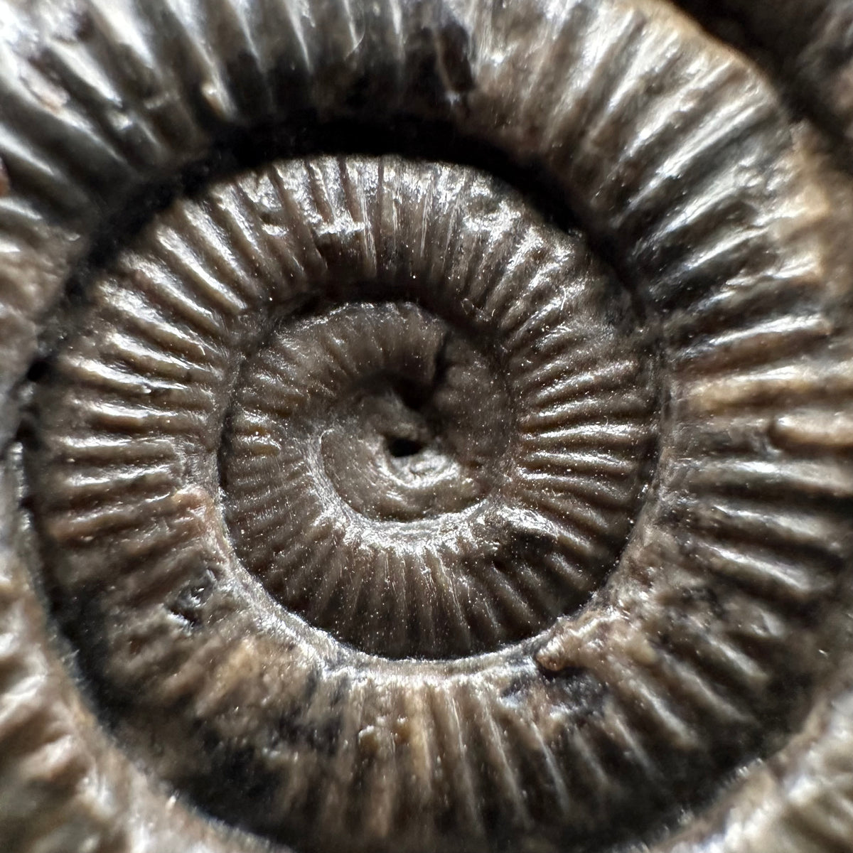 Dactylioceras Ammonite Fossil With box and Stand - Whitby, North Yorkshire Jurassic Coast Yorkshire Fossils