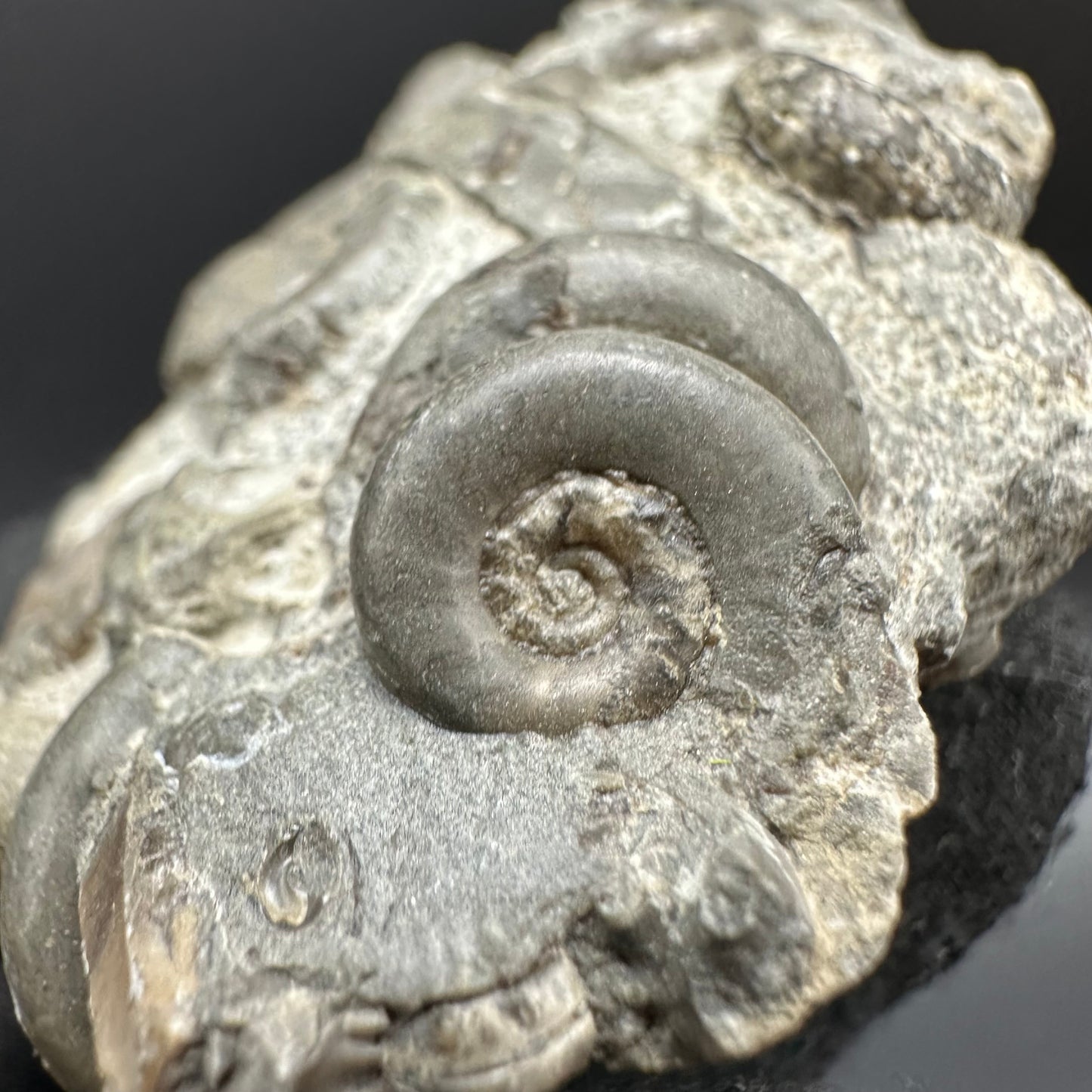 Psiloceras ammonite fossil with box and stand - Whitby, North Yorkshire Jurassic Coast, Yorkshire fossils