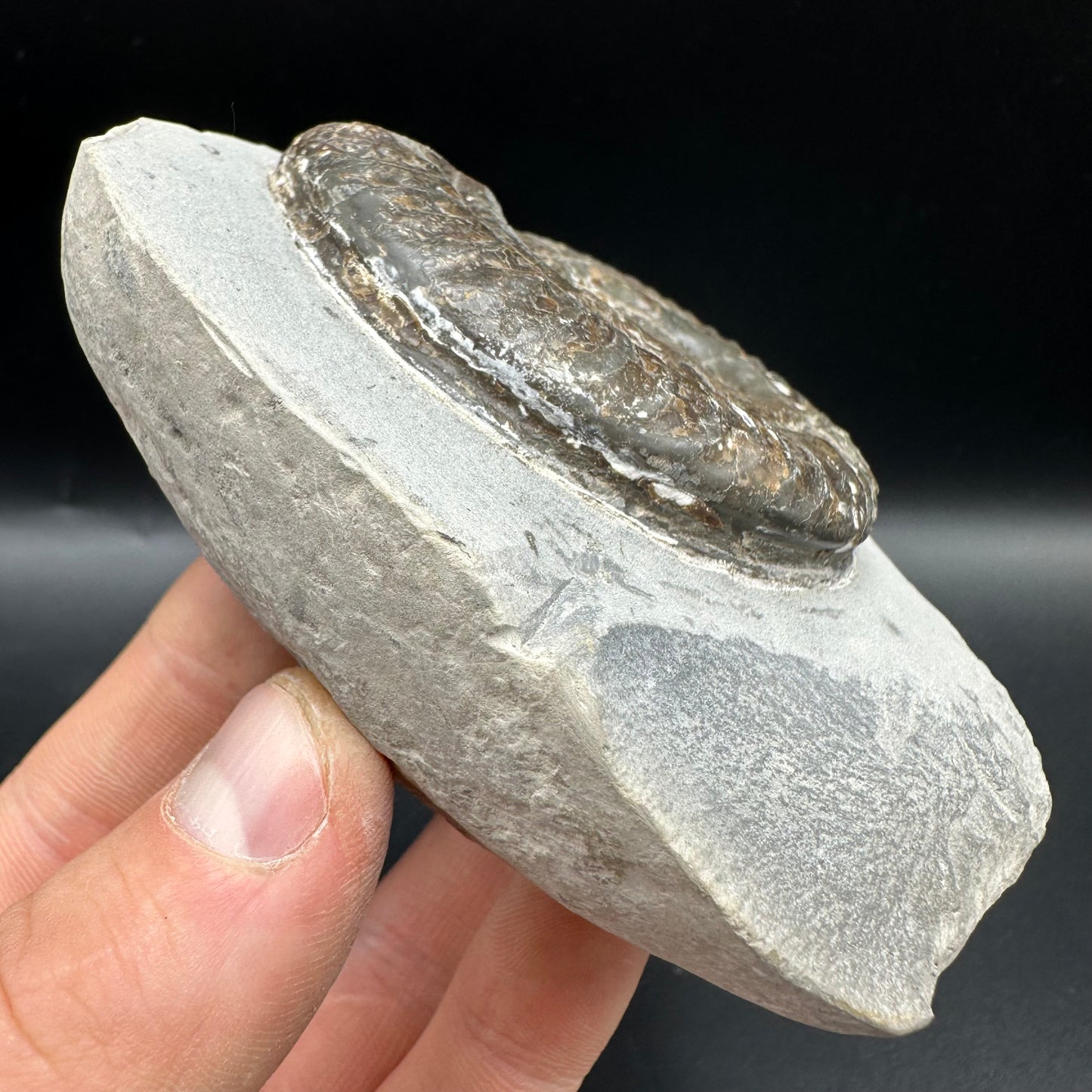 Hildoceras Bifrons Ammonite fossil with box and stand - Whitby, North Yorkshire Jurassic Coast, Yorkshire Fossils from the Jurassic Coast