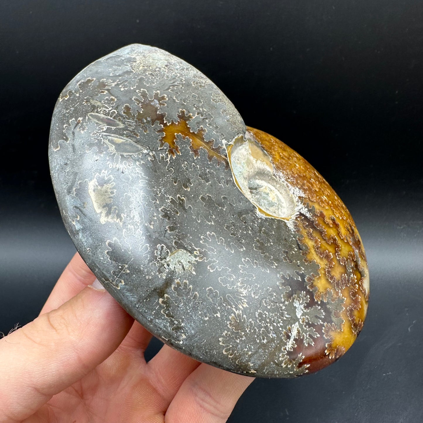 Cleoniceras Ammonite Fossil With Stand - Cretaceous Ammonite Madagascar