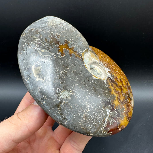 Cleoniceras Ammonite Fossil With Stand - Cretaceous Ammonite Madagascar