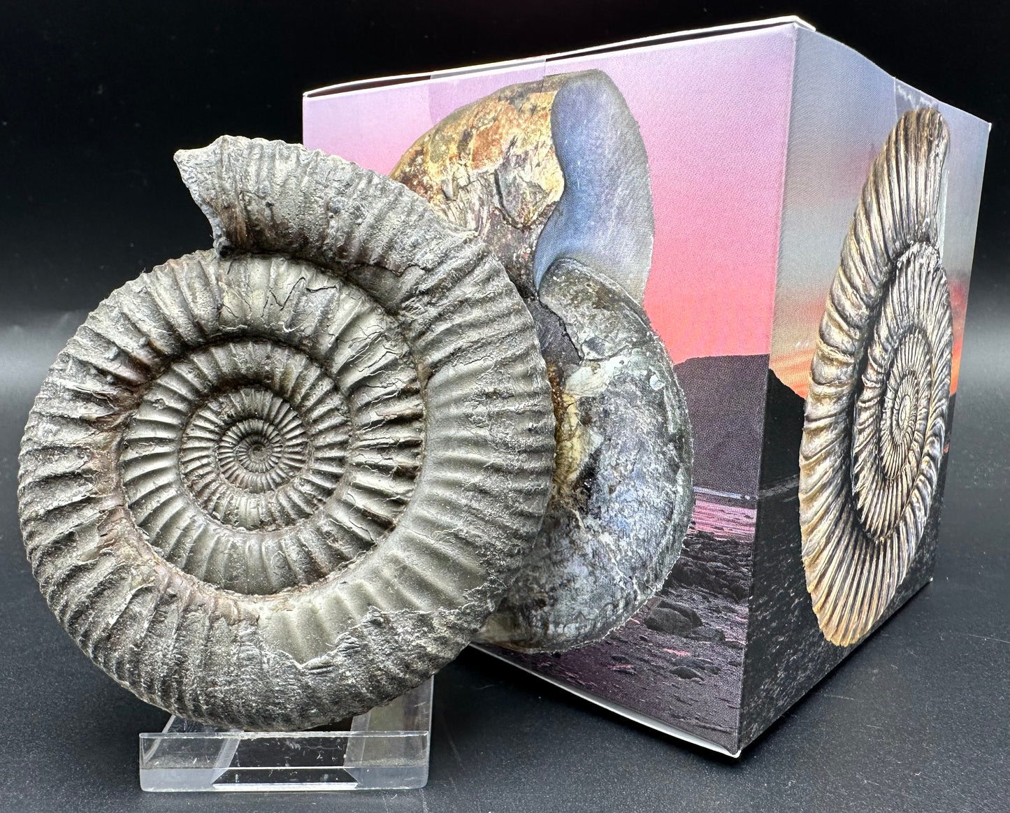 Catacoeloceras Sp. ammonite fossil with box and stand- Whitby, North Yorkshire Jurassic Coast Yorkshire Fossils