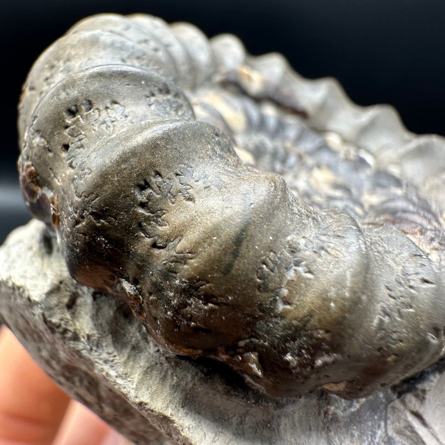 Androgynoceras maculatum ammonite fossil with gift box and stand - Whitby, North Yorkshire Jurassic Coast Yorkshire Fossils