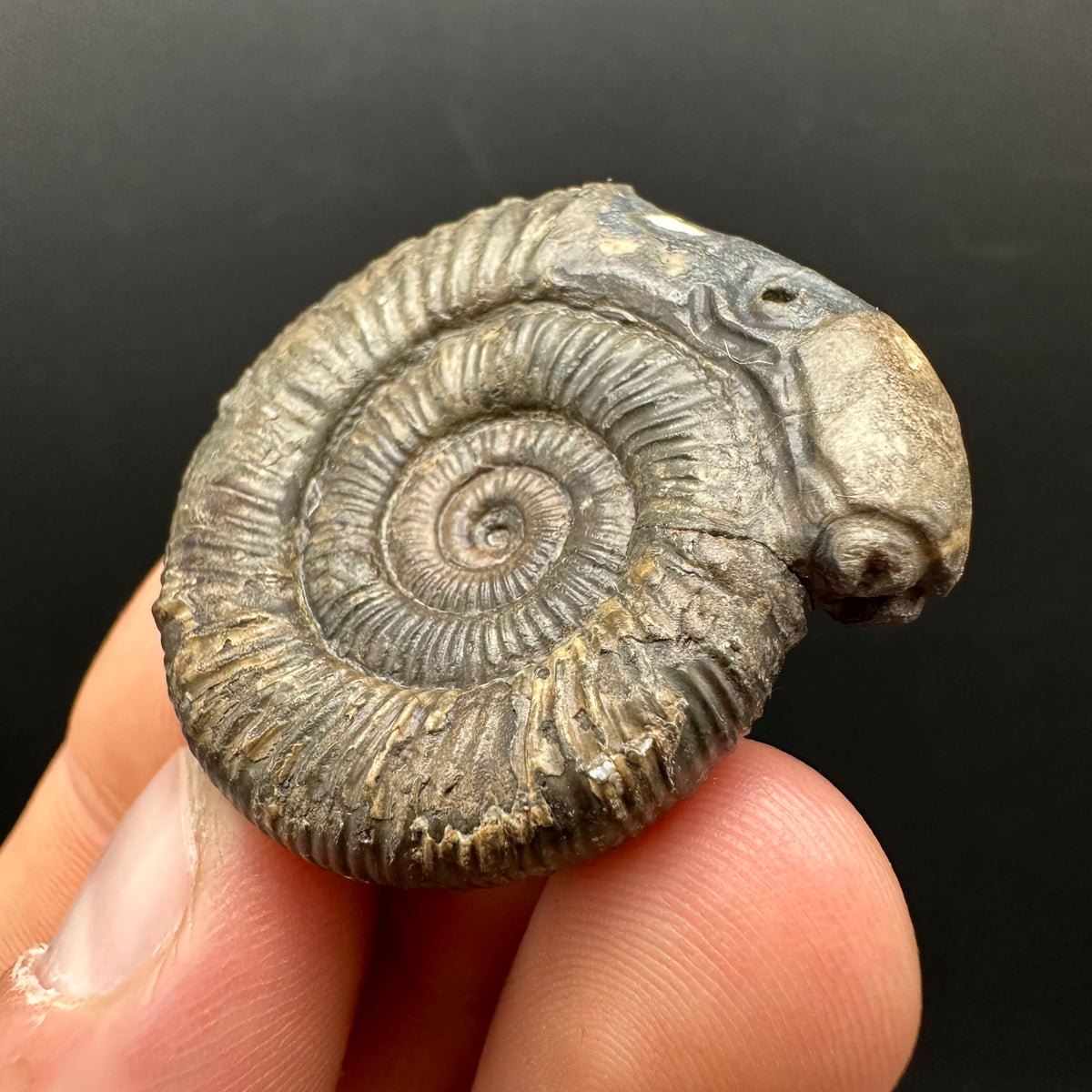 Snakestone Ammonite Fossil With Bag/Box And Stand - Whitby, North Yorkshire Jurassic Coast Yorkshire Fossils