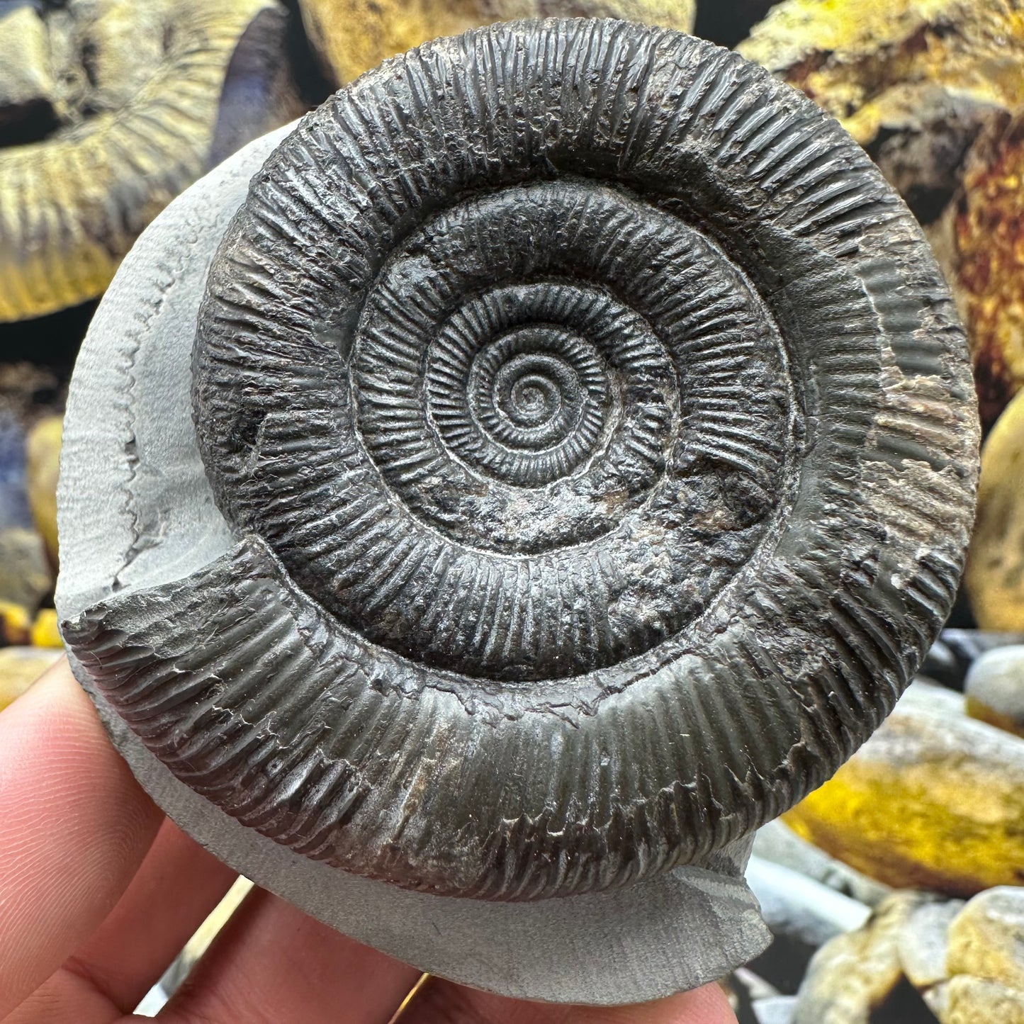 Dactylioceras tenuicostatum ammonite fossil - Whitby, North Yorkshire Jurassic Coast Yorkshire Fossils