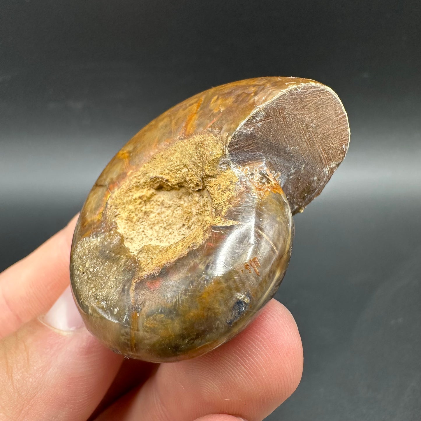Puzosia Ammonite Fossil With Box And Stand - Cretaceous Ammonite Madagascar