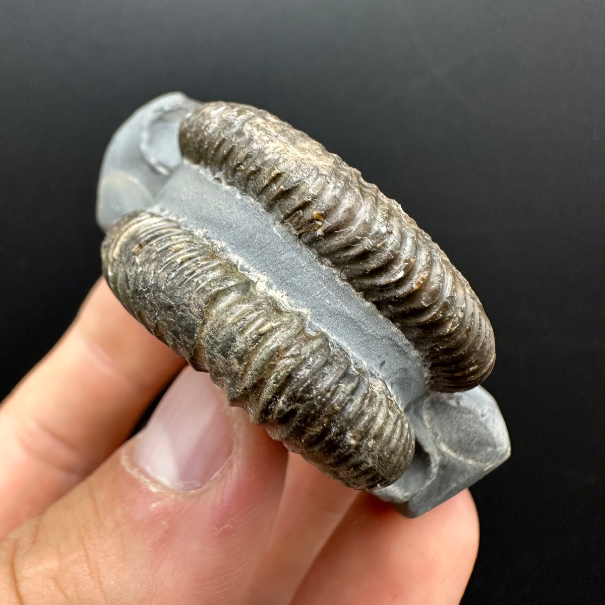 Dactylioceras Ammonite Fossil With Stand - Whitby, North Yorkshire Jurassic Coast Yorkshire Fossils