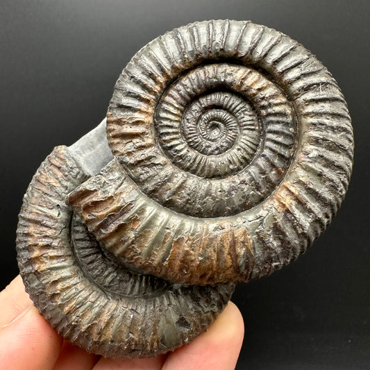 Dactylioceras Ammonite Fossil With Stand - Whitby, North Yorkshire Jurassic Coast Yorkshire Fossils