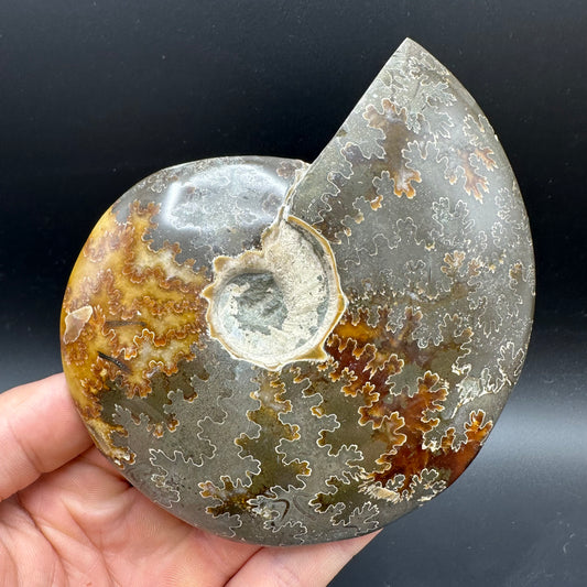 Cleoniceras Ammonite Fossil With Stand - Cretaceous Ammonite Madagascar