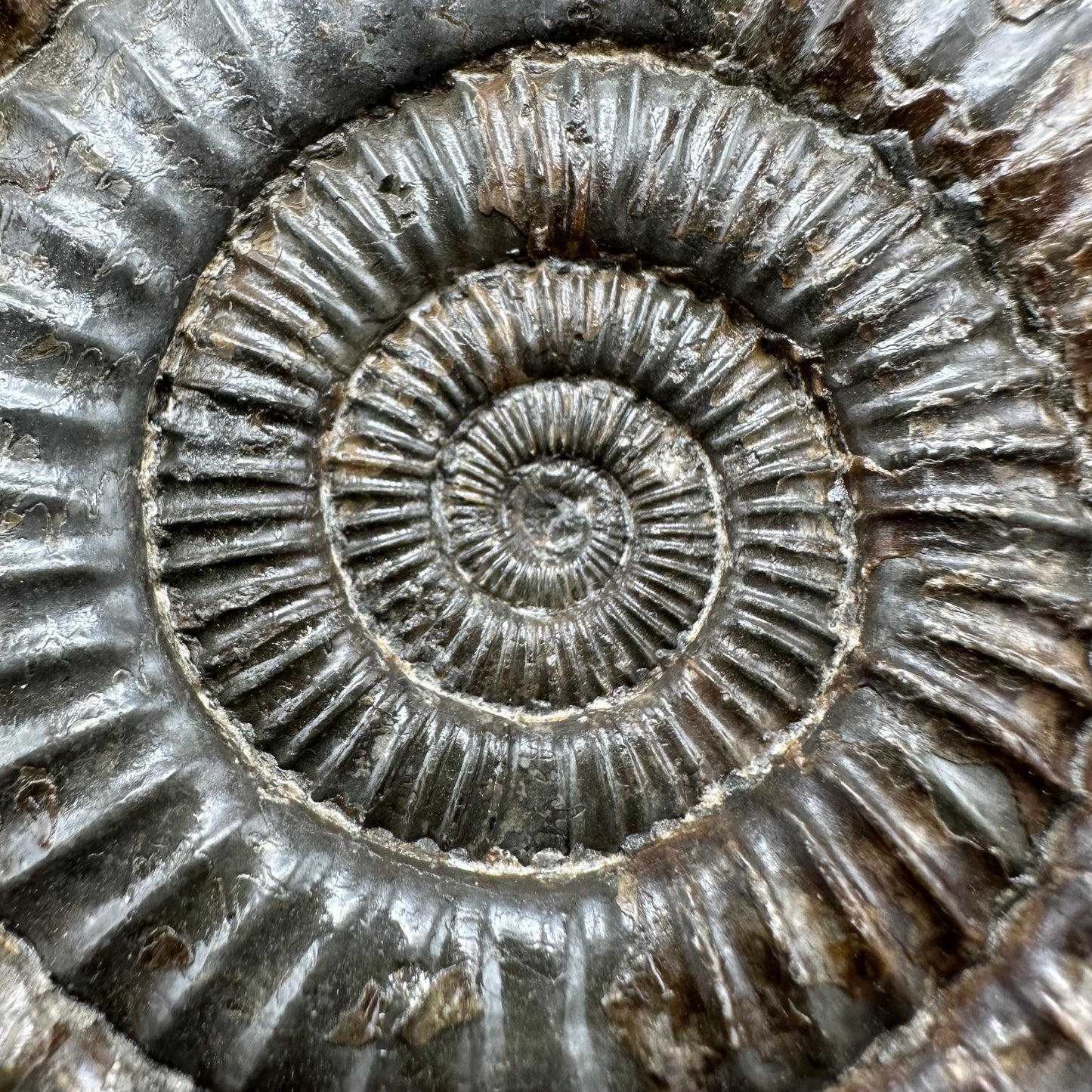 Dactylioceras Ammonite Fossil With Box And Stand - Whitby, North Yorkshire Jurassic Coast Yorkshire Fossils