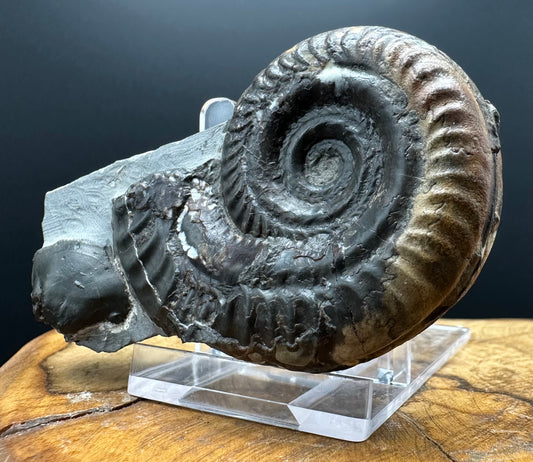 Hildoceras Bifrons Ammonite fossil with box and stand - Whitby, North Yorkshire Jurassic Coast, Yorkshire Fossils from the Jurassic Coast