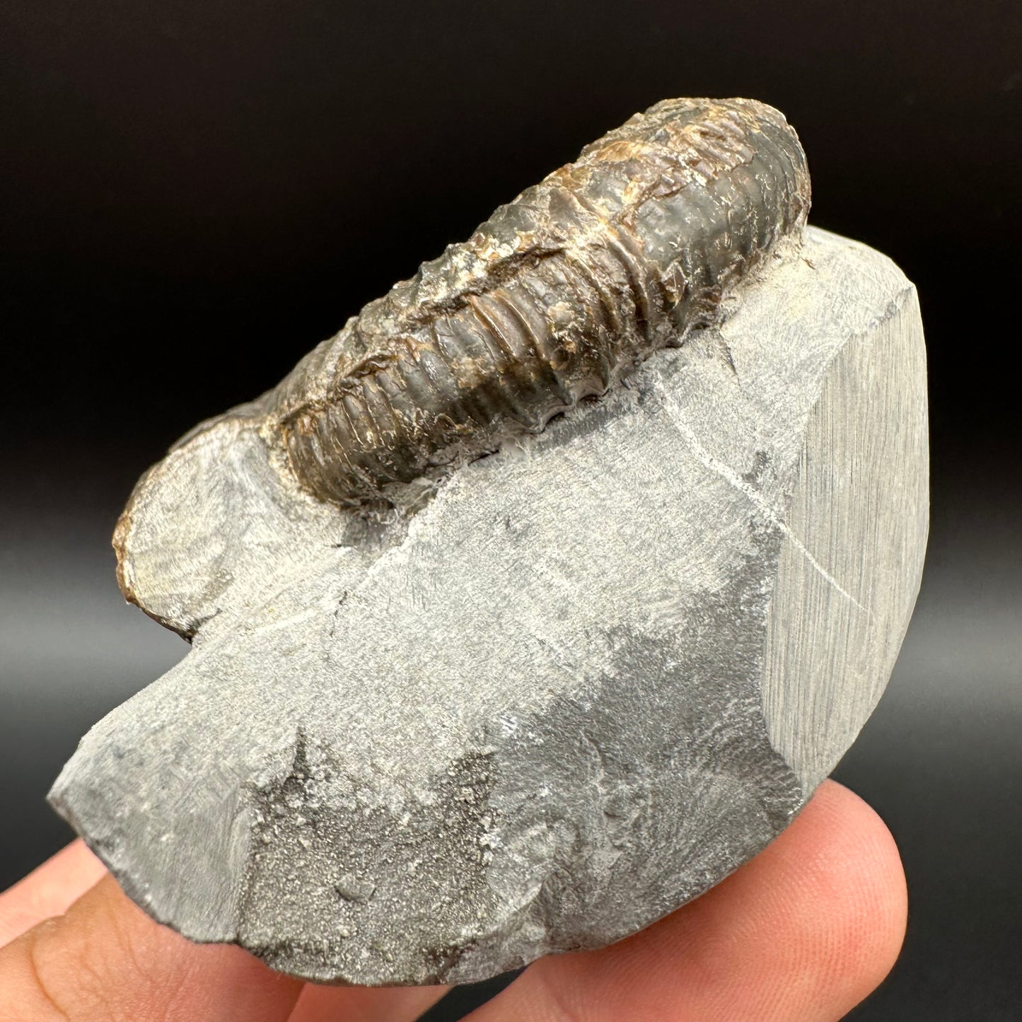Dactylioceras Ammonite Fossil With Box And Stand - Whitby, North Yorkshire Jurassic Coast Yorkshire Fossils