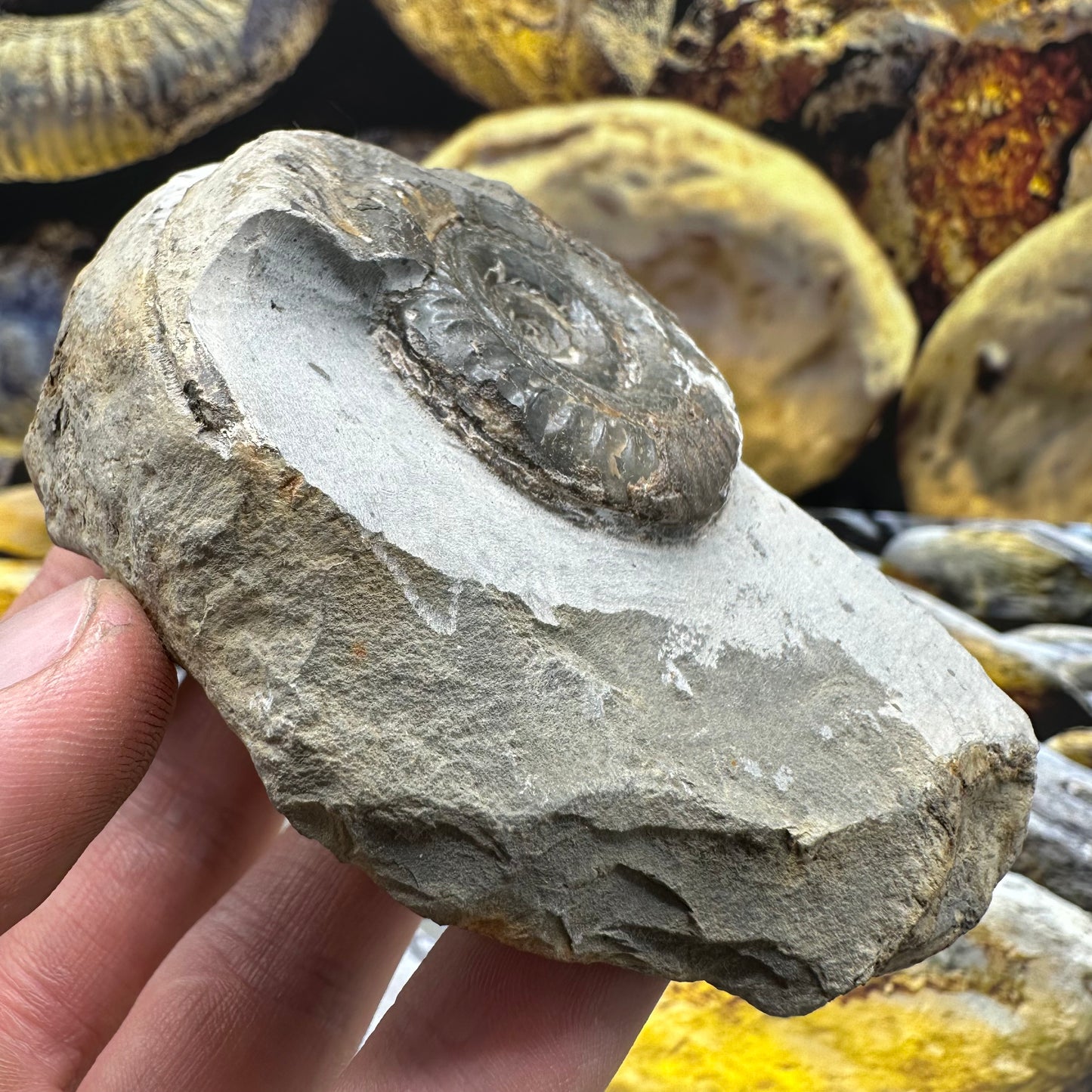Hildoceras Bifrons ammonite fossil - Whitby, North Yorkshire Jurassic Coast