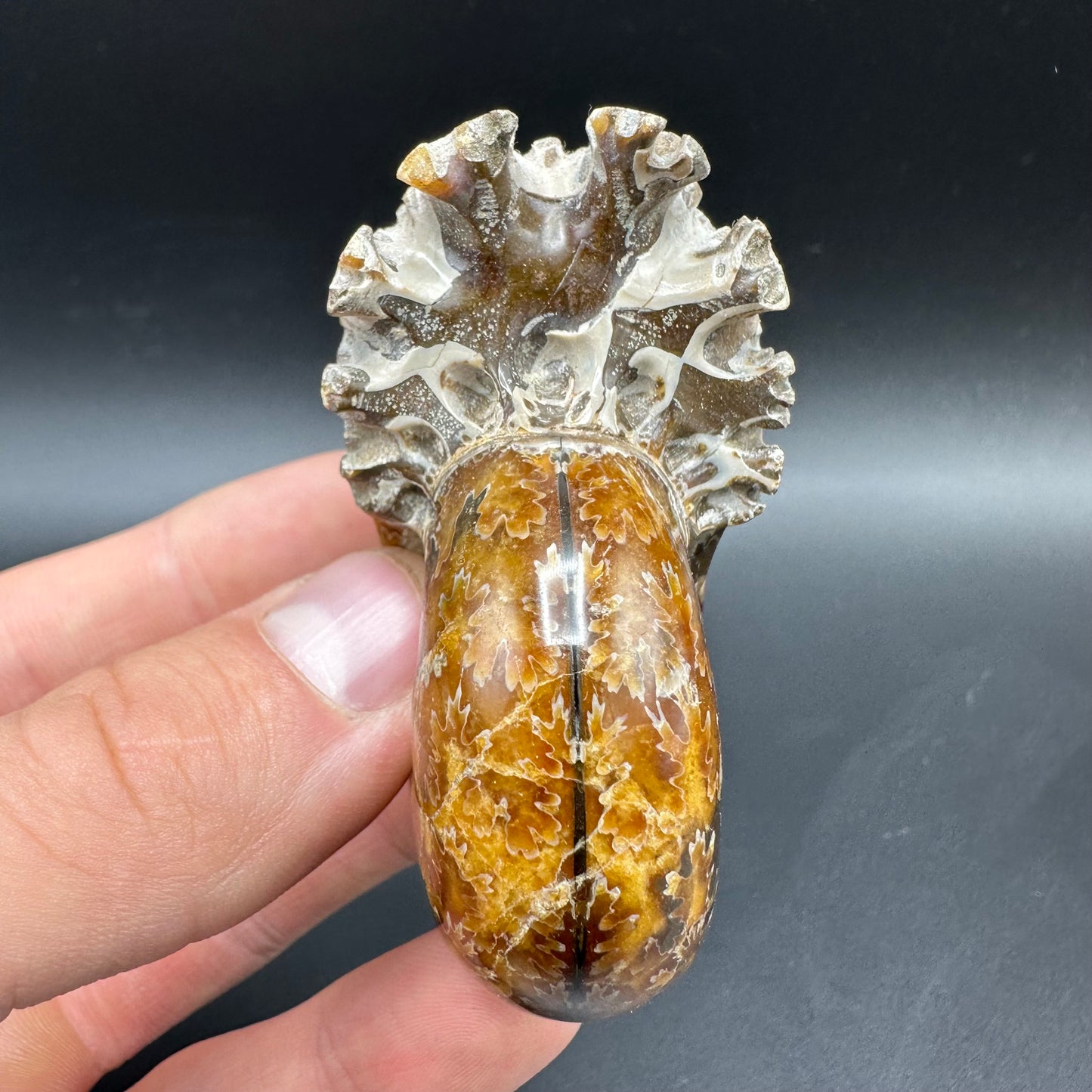 Puzosia Ammonite Fossil With Box And Stand - Cretaceous Ammonite Madagascar