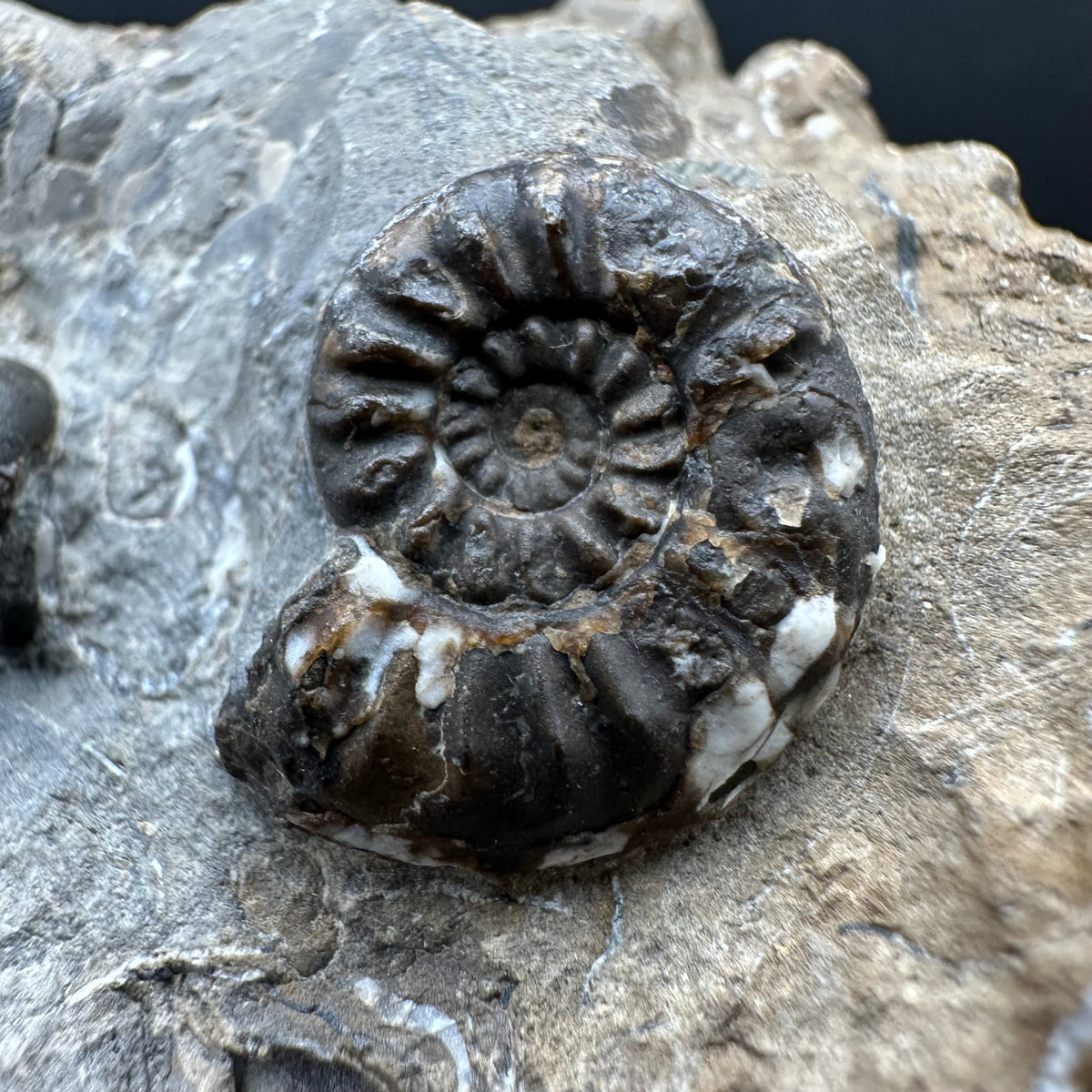 Amaltheus subnodosus Ammonite fossil with stand - Whitby, North Yorkshire Jurassic Coast Yorkshire Fossils