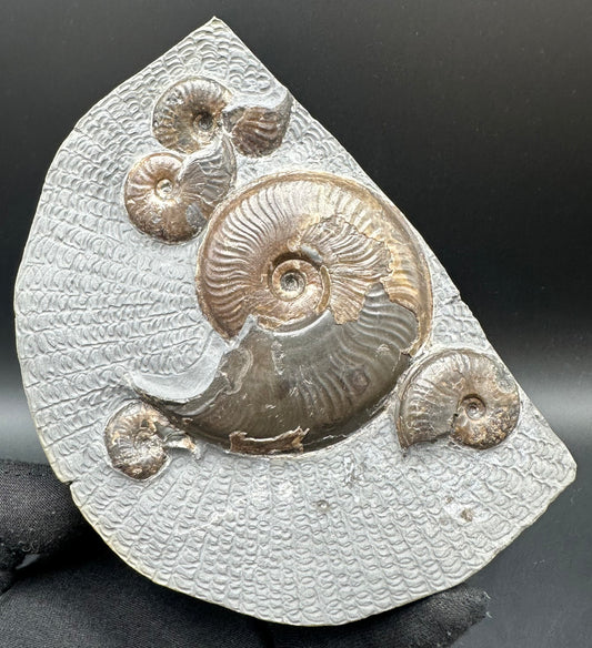 Eleganticeras Elegantulum ammonite fossil with stand - Whitby, North Yorkshire Jurassic Coast, Yorkshire Fossils
