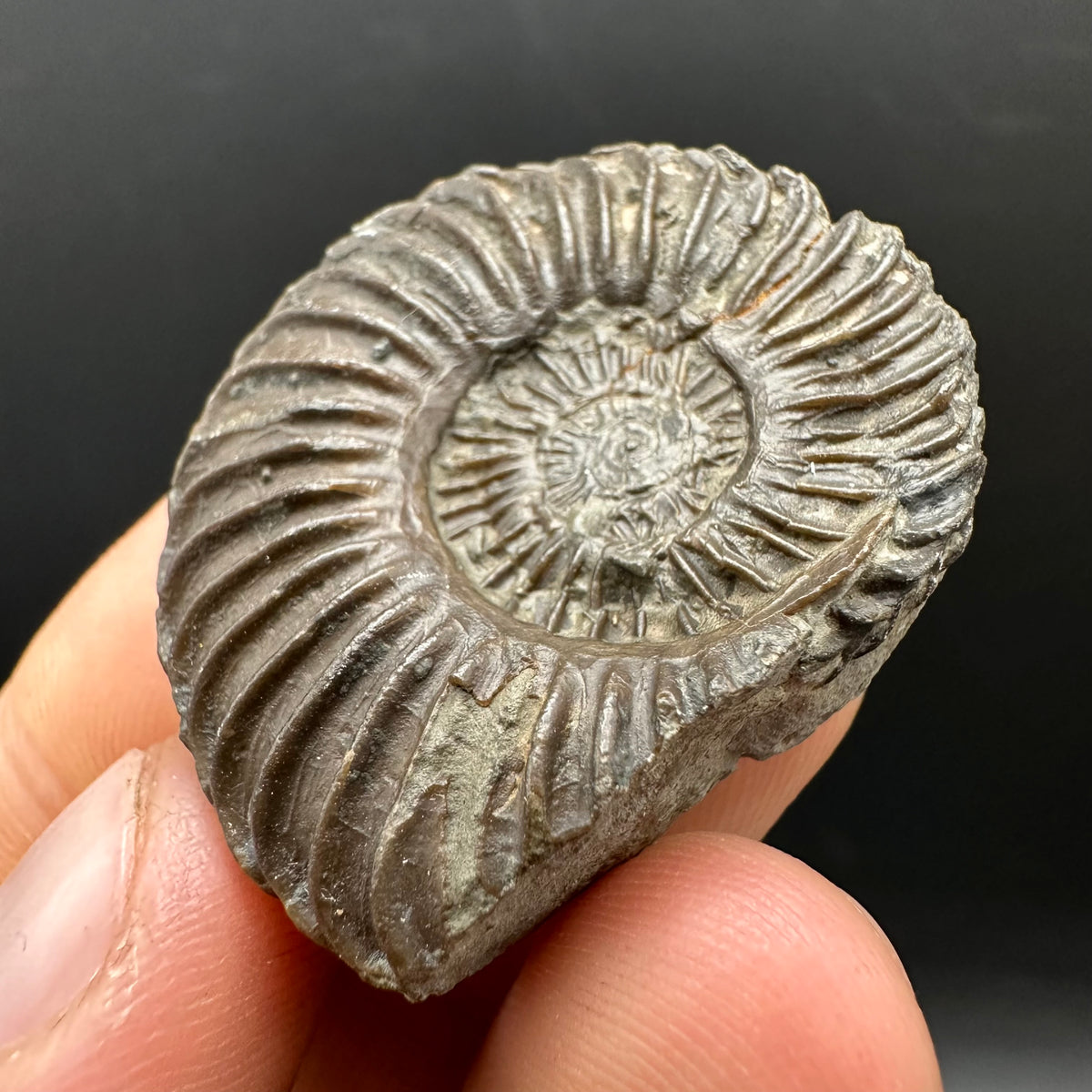 Schlothemia sp. ammonite fossil with box and stand - Whitby, North Yorkshire Jurassic Coast, Yorkshire fossils