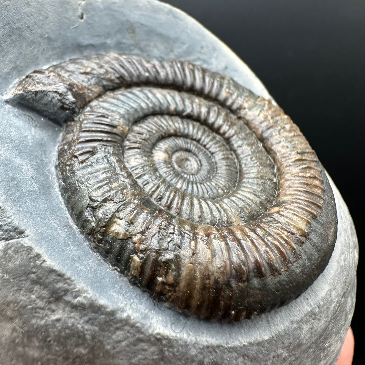 Dactylioceras Ammonite Fossil With Stand - Whitby, North Yorkshire Jurassic Coast Yorkshire Fossils