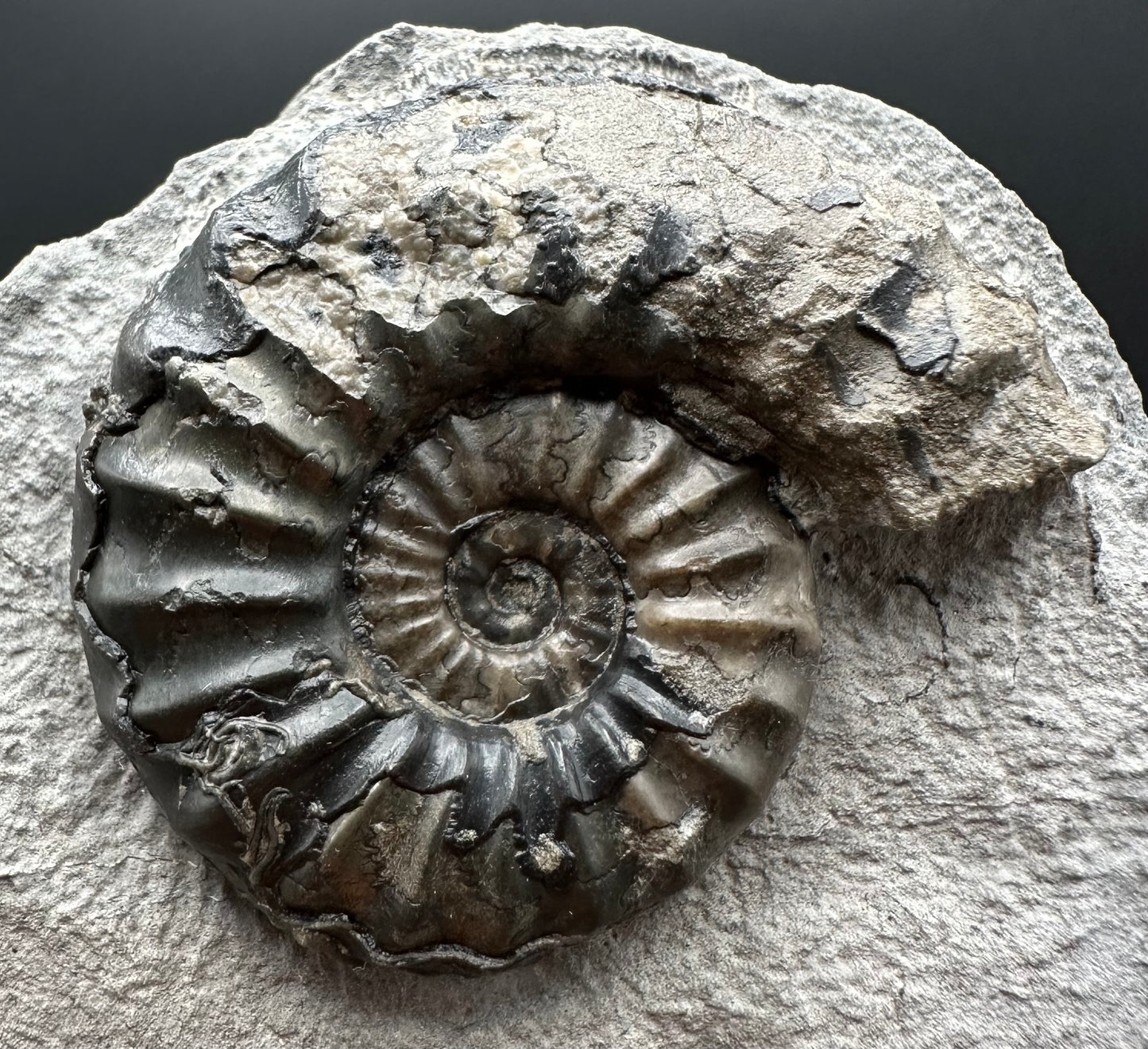 Asteroceras Ammonite fossil with box and stand - Whitby, North Yorkshire Jurassic Coast Yorkshire Fossils