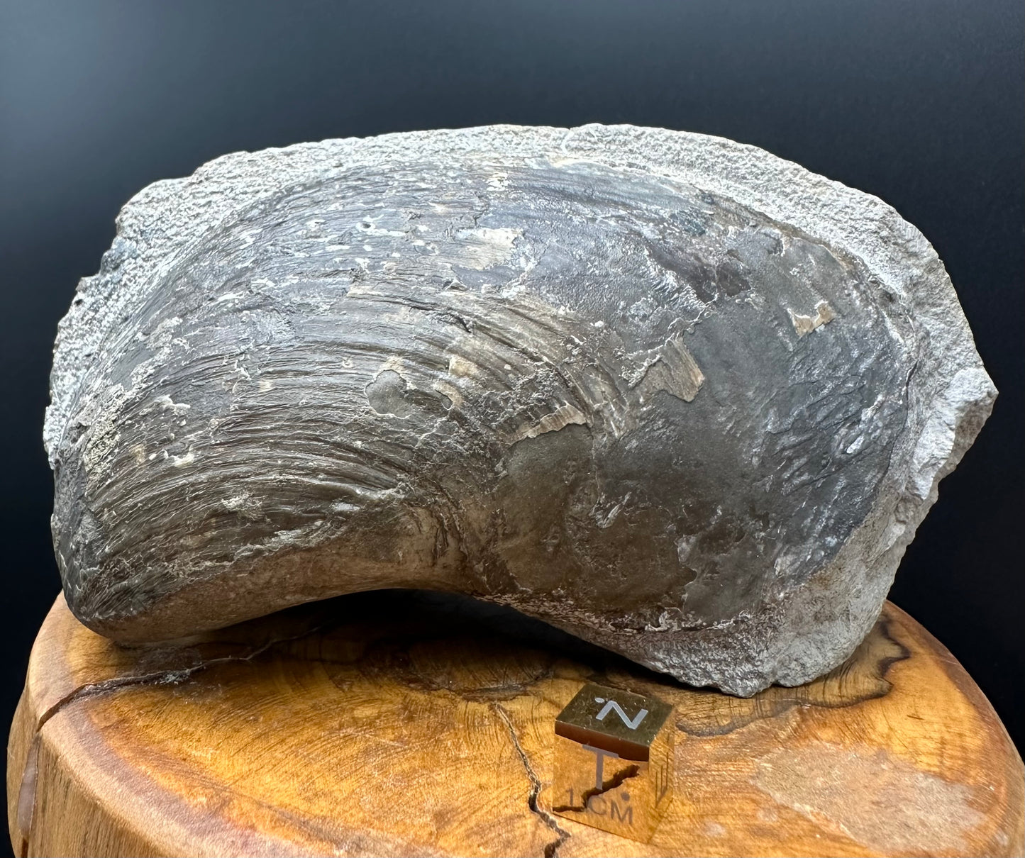 Shell fossil with stand - Whitby, North Yorkshire, Jurassic Coast, Yorkshire Fossils