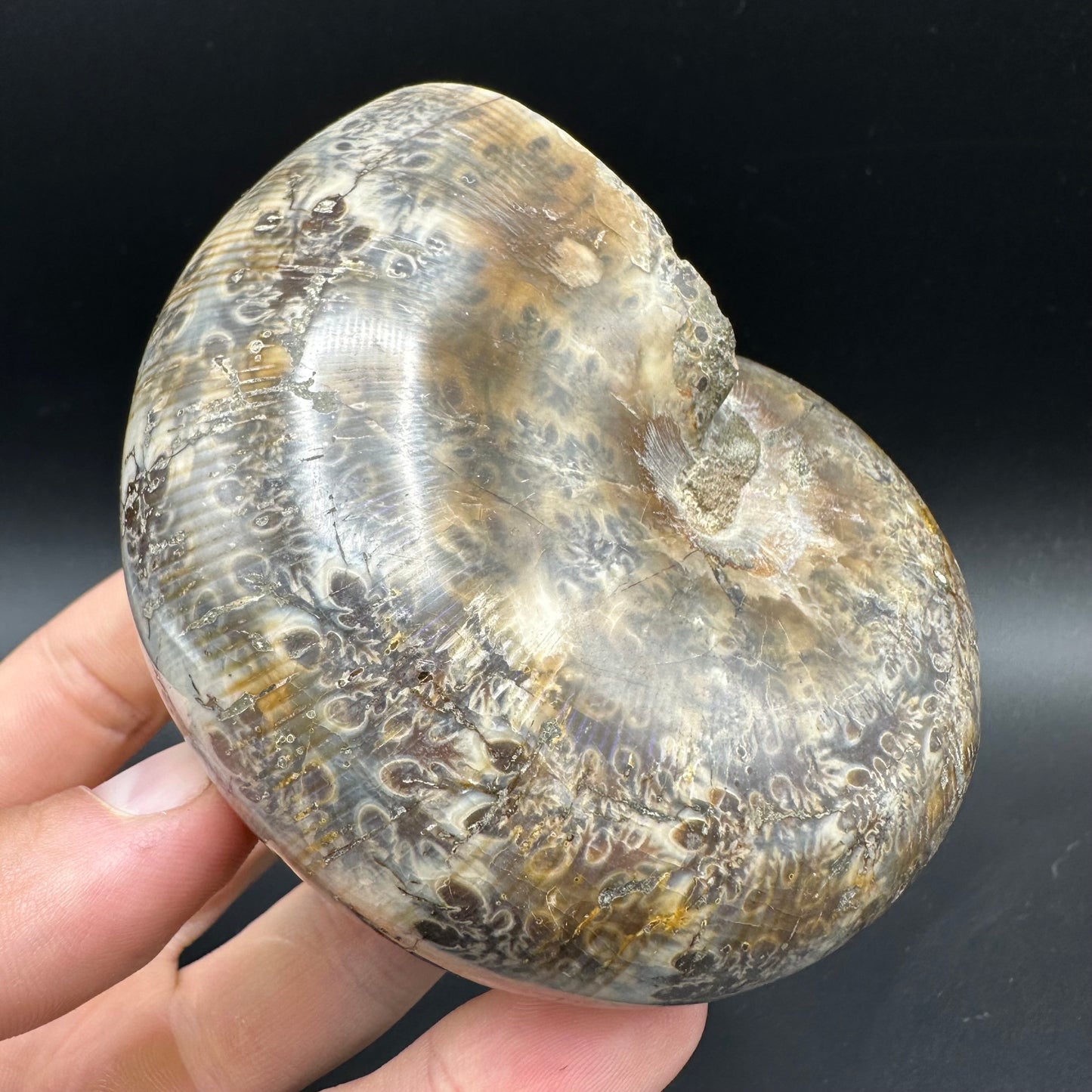 Phylloceras Ammonite Fossil With Box And Stand - Cretaceous Ammonite Madagascar