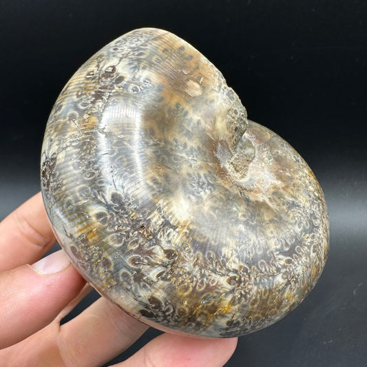 Phylloceras Ammonite Fossil With Box And Stand - Cretaceous Ammonite Madagascar