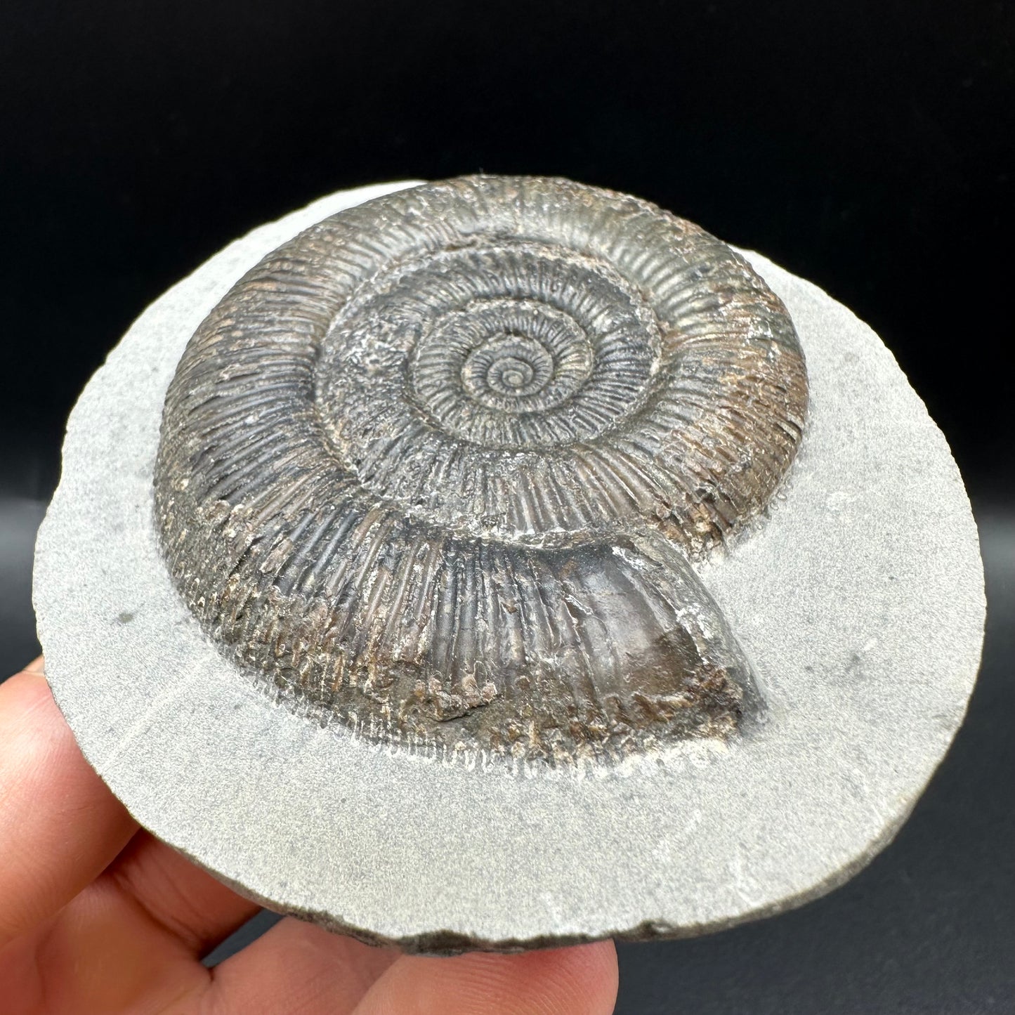 Dactylioceras semicelatum Ammonite fossil with box and stand - Whitby, North Yorkshire Jurassic Coast Yorkshire Fossils