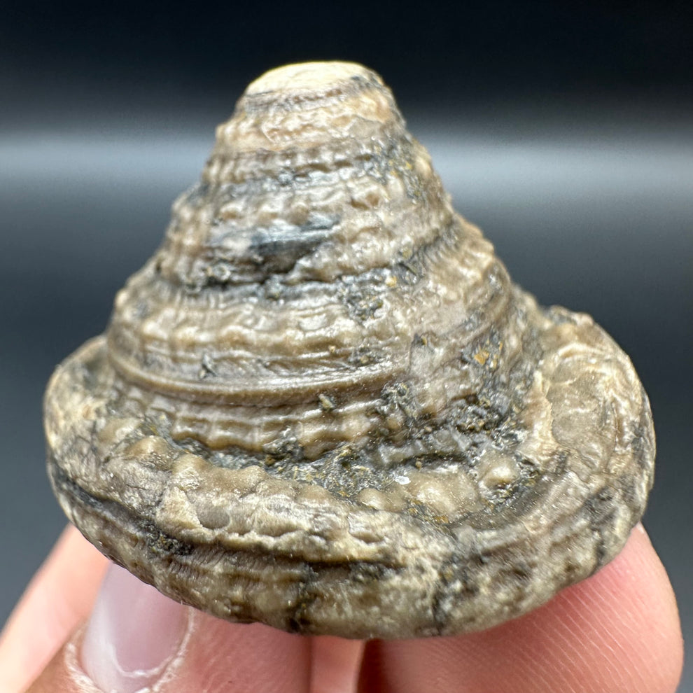 Fossil Shell Gastropod Fossil Shell With Tin And Stand - Whitby, North Yorkshire, J ...