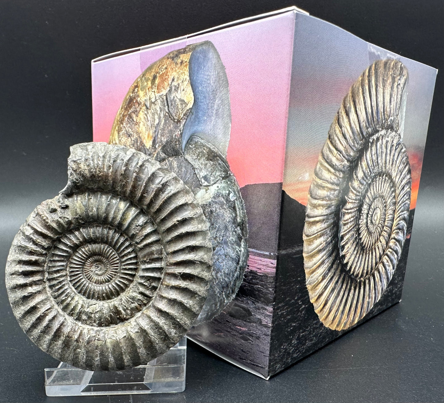 Dactylioceras Ammonite Fossil With Box And Stand - Whitby, North Yorkshire Jurassic Coast Yorkshire Fossils