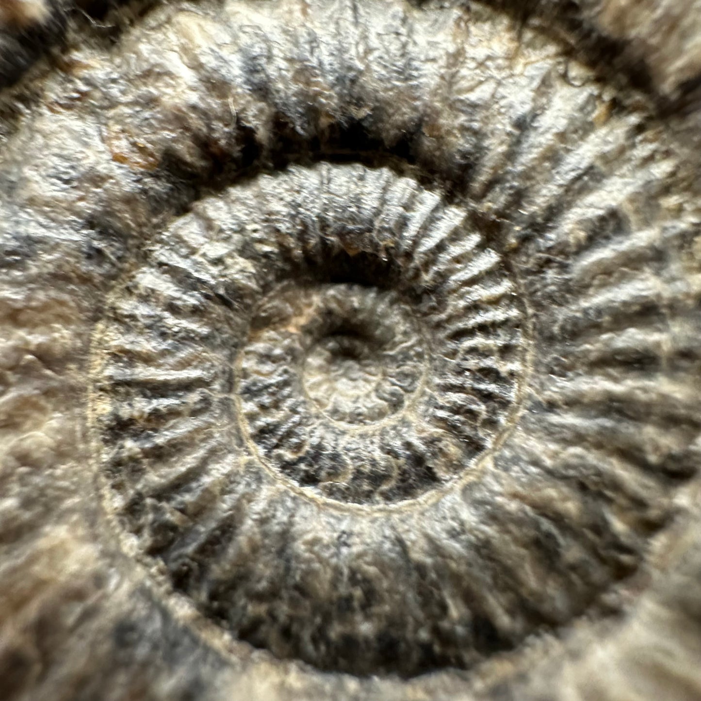 Dactylioceras Ammonite Fossil Gift Set - Whitby, North Yorkshire Jurassic Coast Yorkshire Fossils