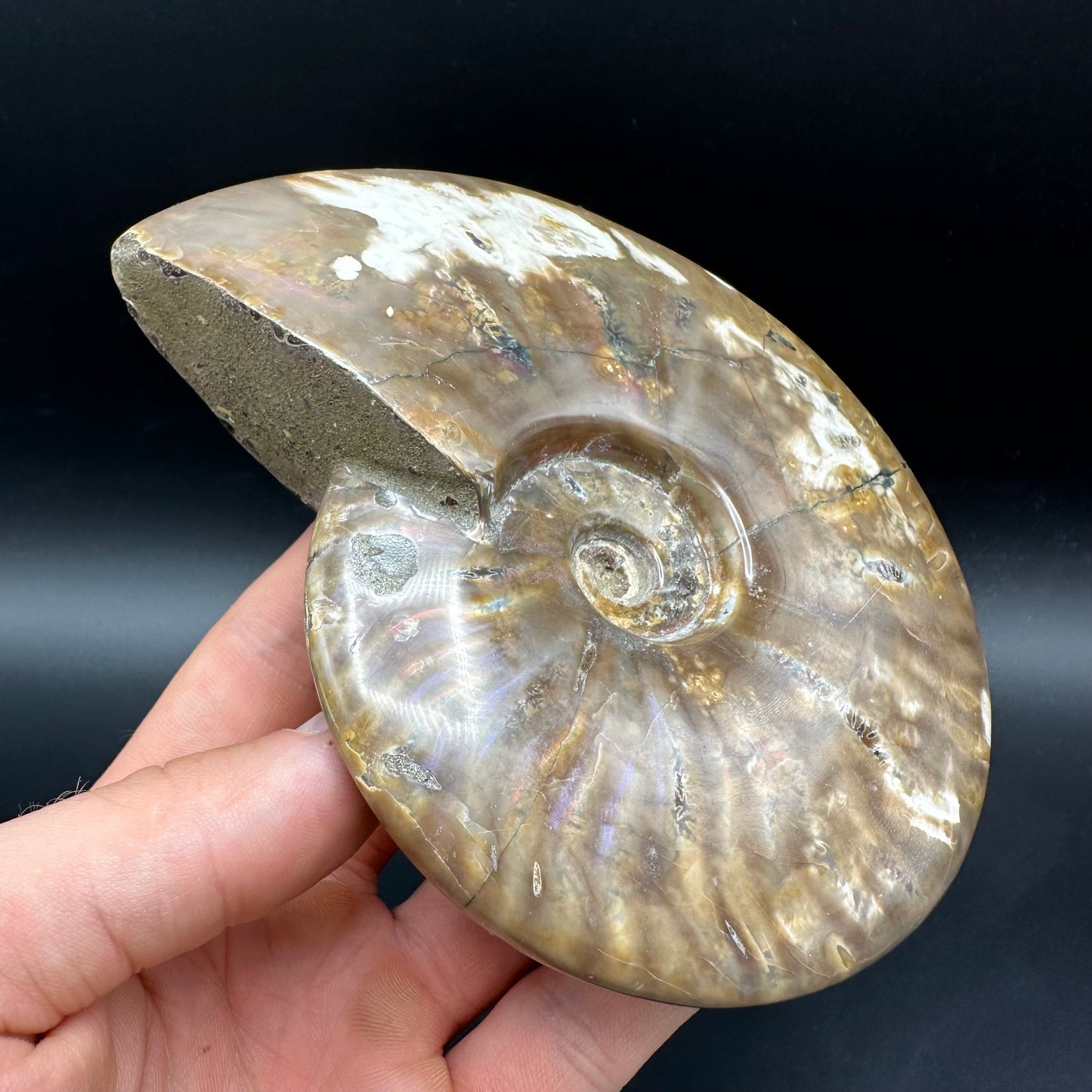 Cleoniceras Ammonite Fossil With Stand - Cretaceous Ammonite Madagascar