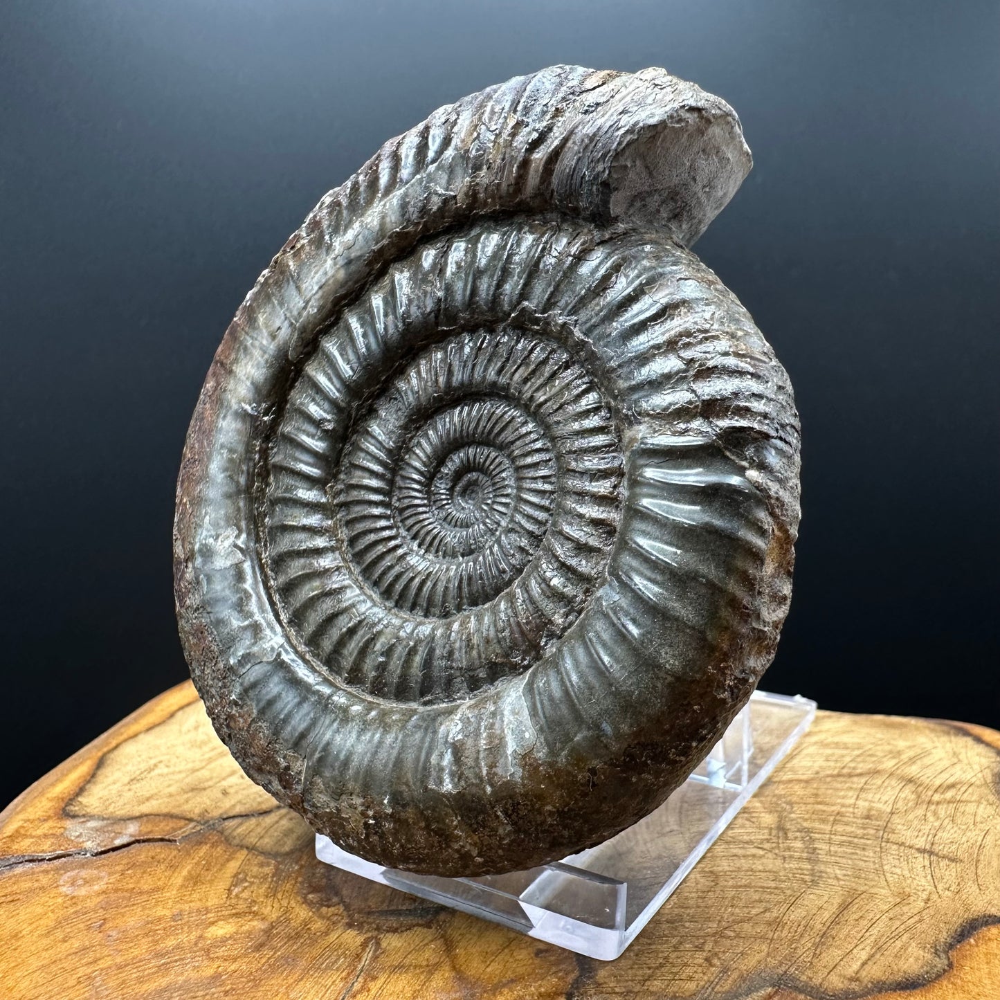 Dactylioceras Ammonite Fossil With box and Stand - Whitby, North Yorkshire Jurassic Coast Yorkshire Fossils