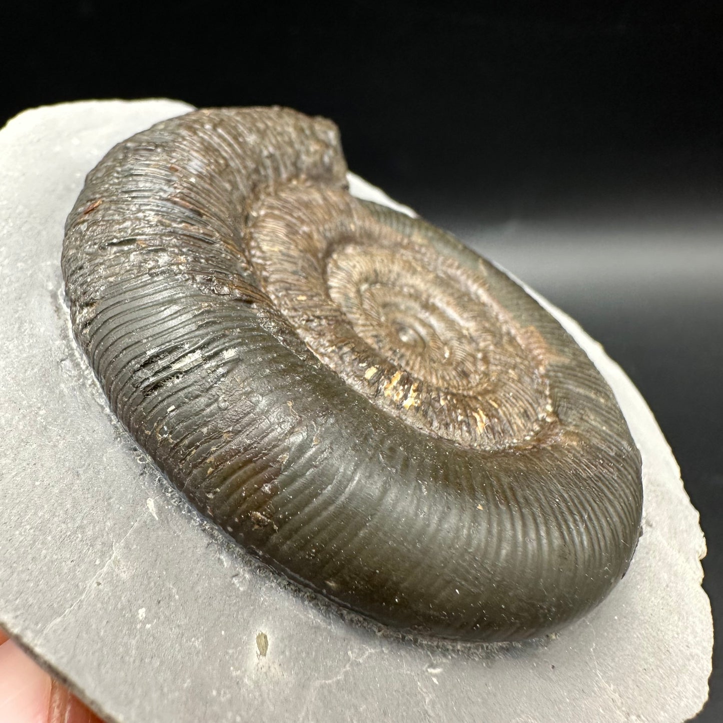 Dactylioceras tenuicostatum Ammonite fossil with box and stand - Whitby, North Yorkshire Jurassic Coast