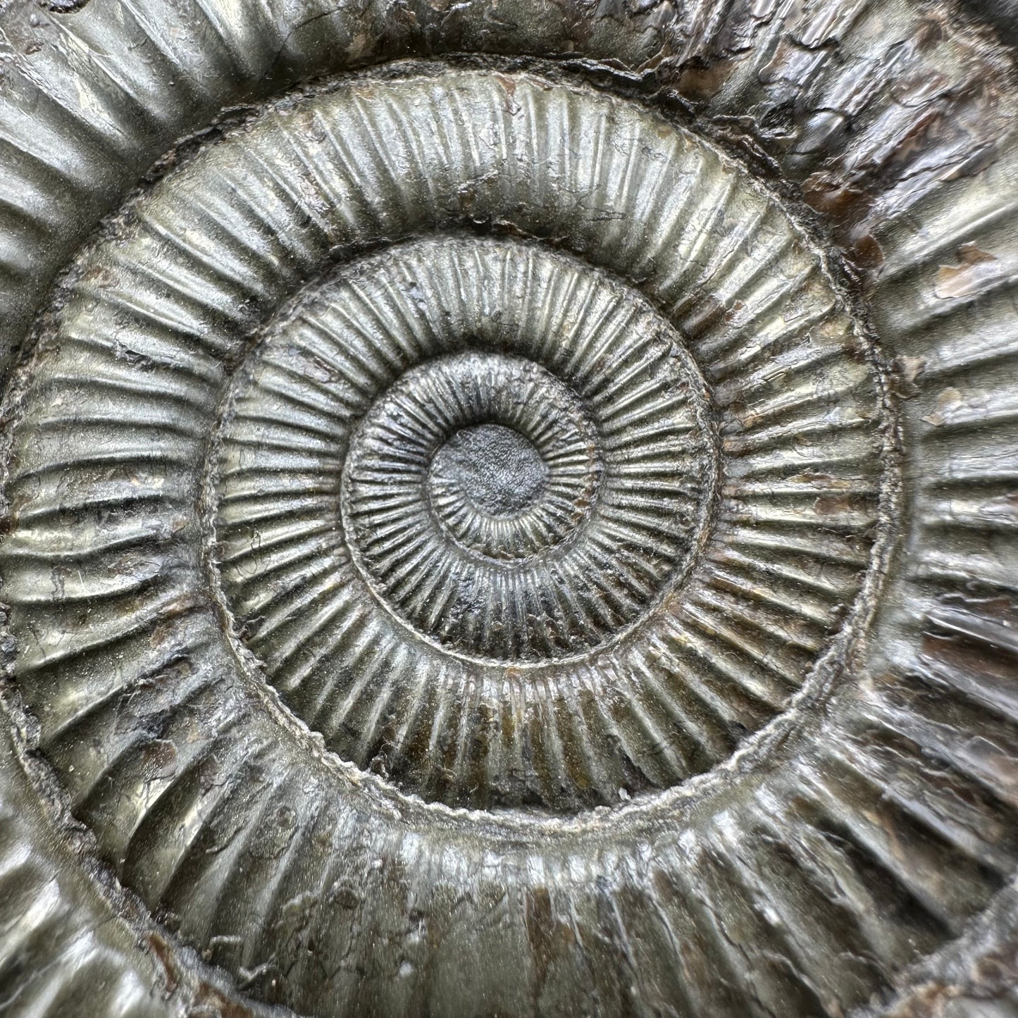 Golden Dactylioceras Ammonite Fossil With Box And Stand - Whitby, North Yorkshire Jurassic Coast Yorkshire Fossils