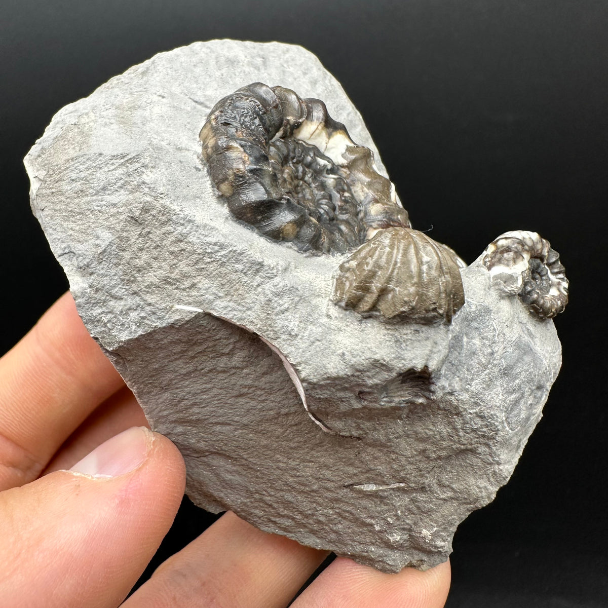 Androgynoceras maculatum ammonite fossil with box and stand - Whitby, North Yorkshire Jurassic Coast Yorkshire Fossils
