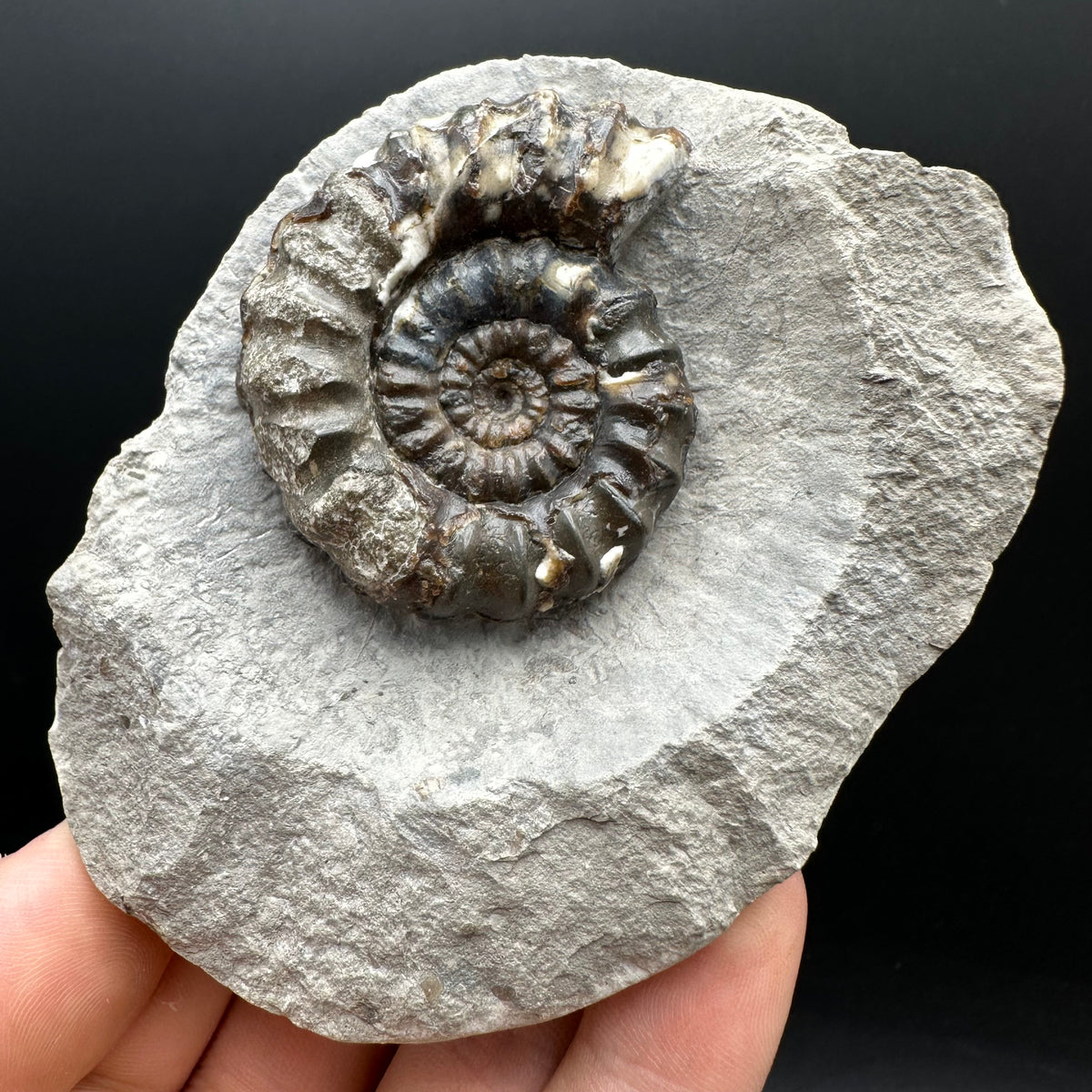 Androgynoceras maculatum ammonite fossil with box and stand - Whitby, North Yorkshire Jurassic Coast Yorkshire Fossils