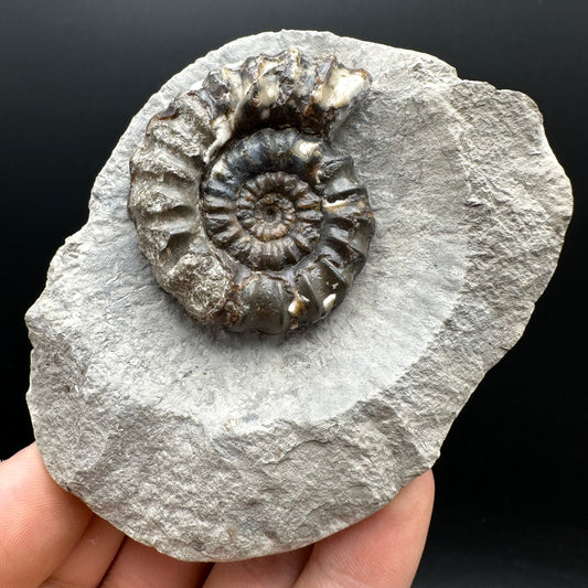 Androgynoceras maculatum ammonite fossil with box and stand - Whitby, North Yorkshire Jurassic Coast Yorkshire Fossils