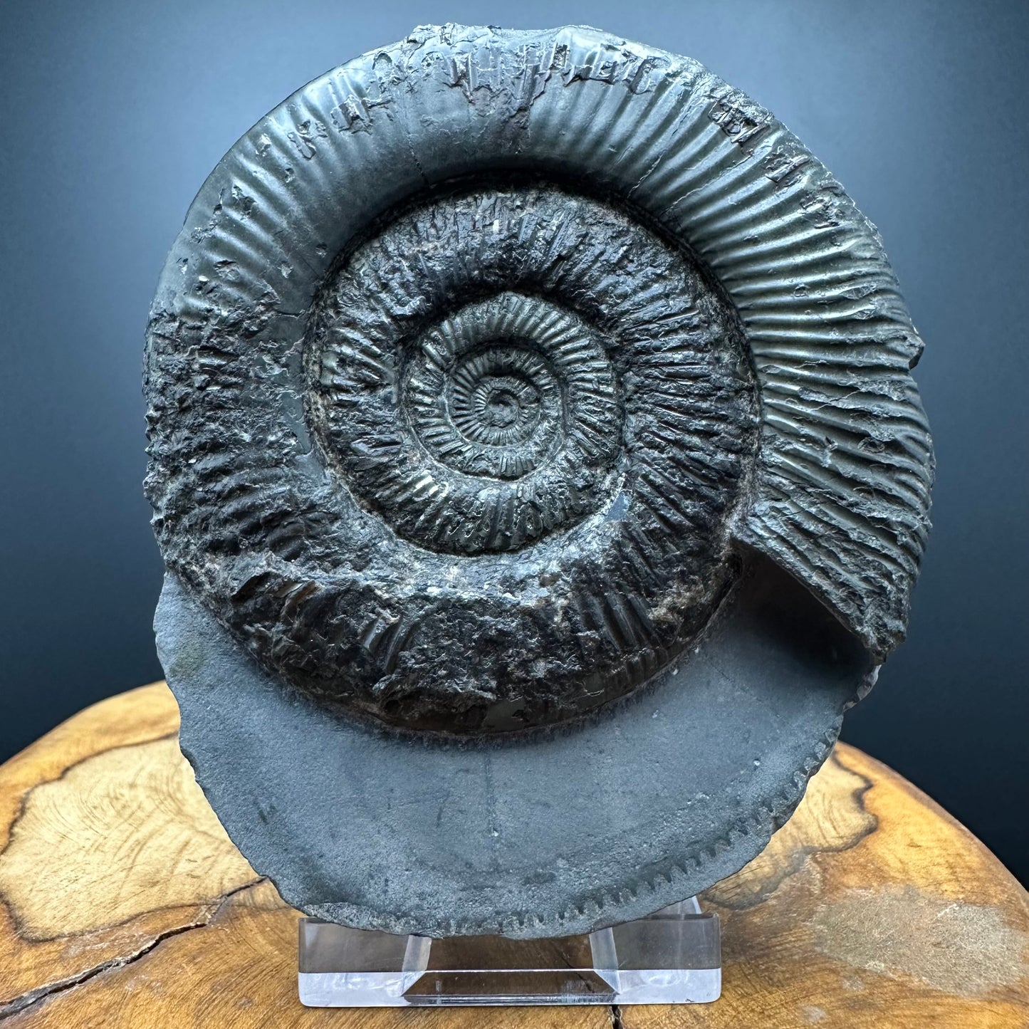 Dactylioceras semicelatum Ammonite Fossil With Stand- Whitby, North Yorkshire Jurassic Coast Yorkshire Fossils