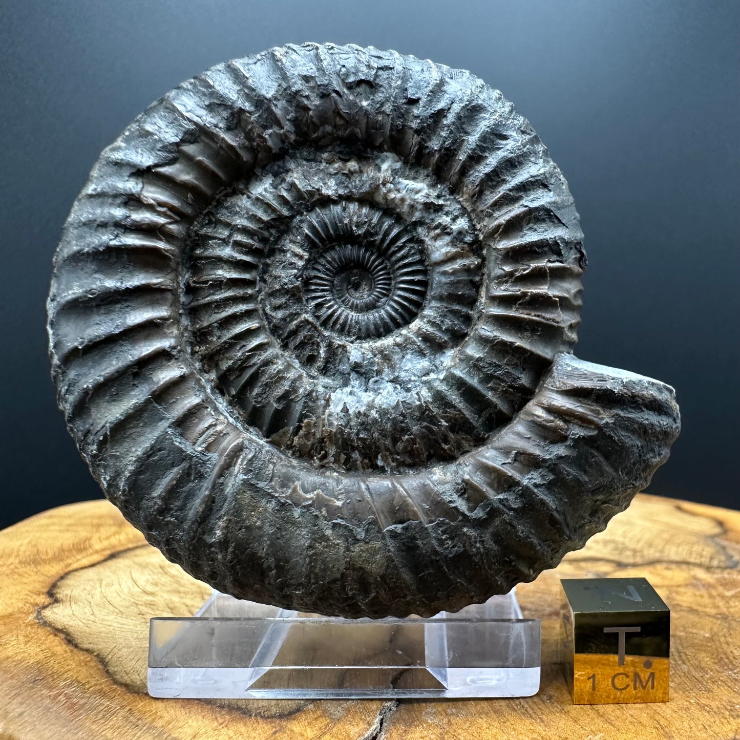 Dactylioceras Ammonite Fossil With box and Stand - Whitby, North Yorkshire Jurassic Coast Yorkshire Fossils