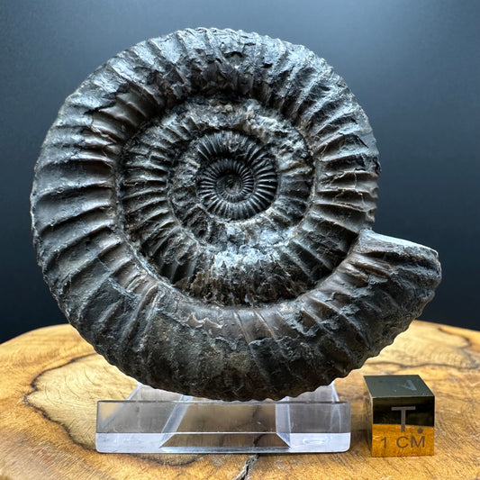 Dactylioceras Ammonite Fossil With box and Stand - Whitby, North Yorkshire Jurassic Coast Yorkshire Fossils