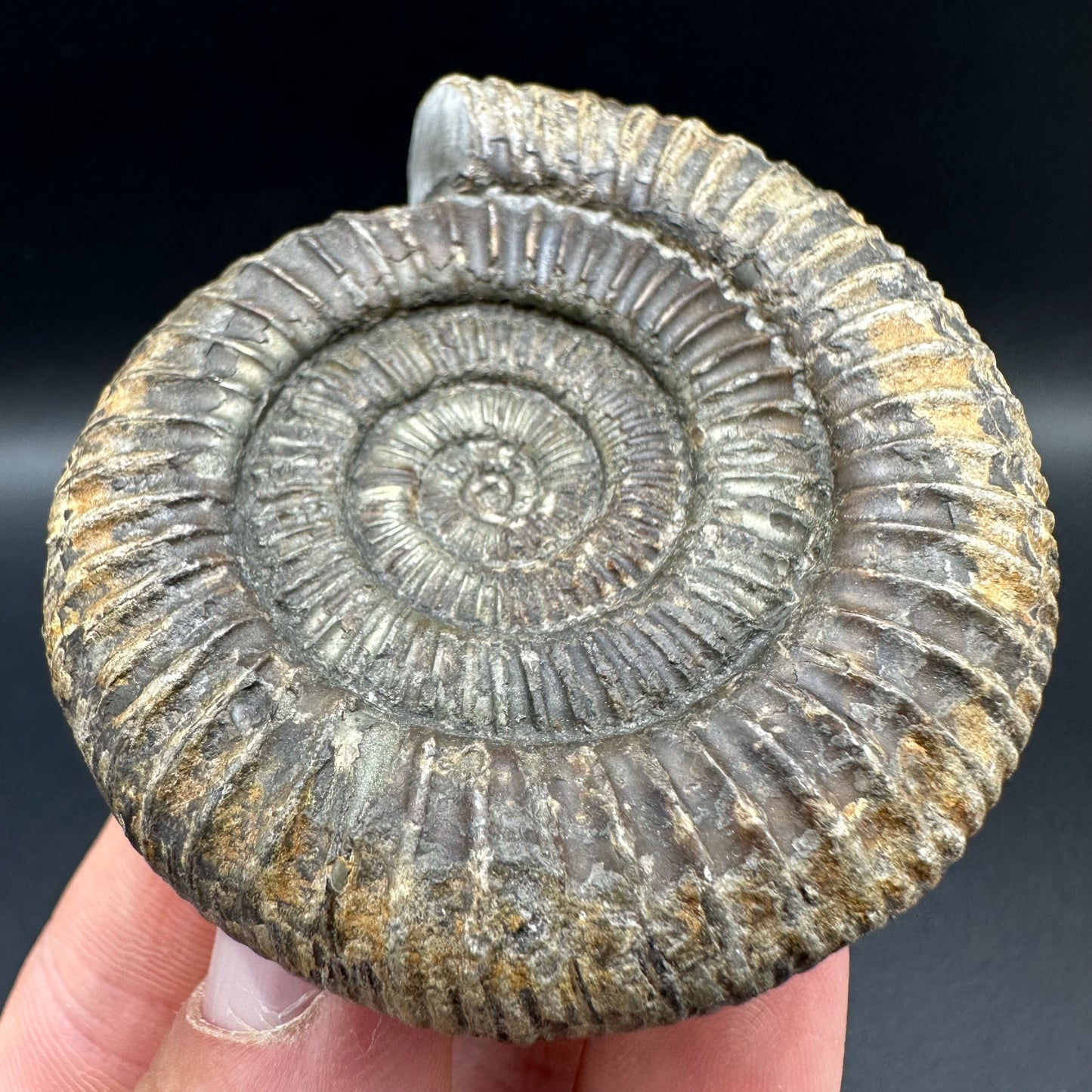 Dactylioceras Ammonite Fossil With Box And Stand - Whitby, North Yorkshire Jurassic Coast Yorkshire Fossils