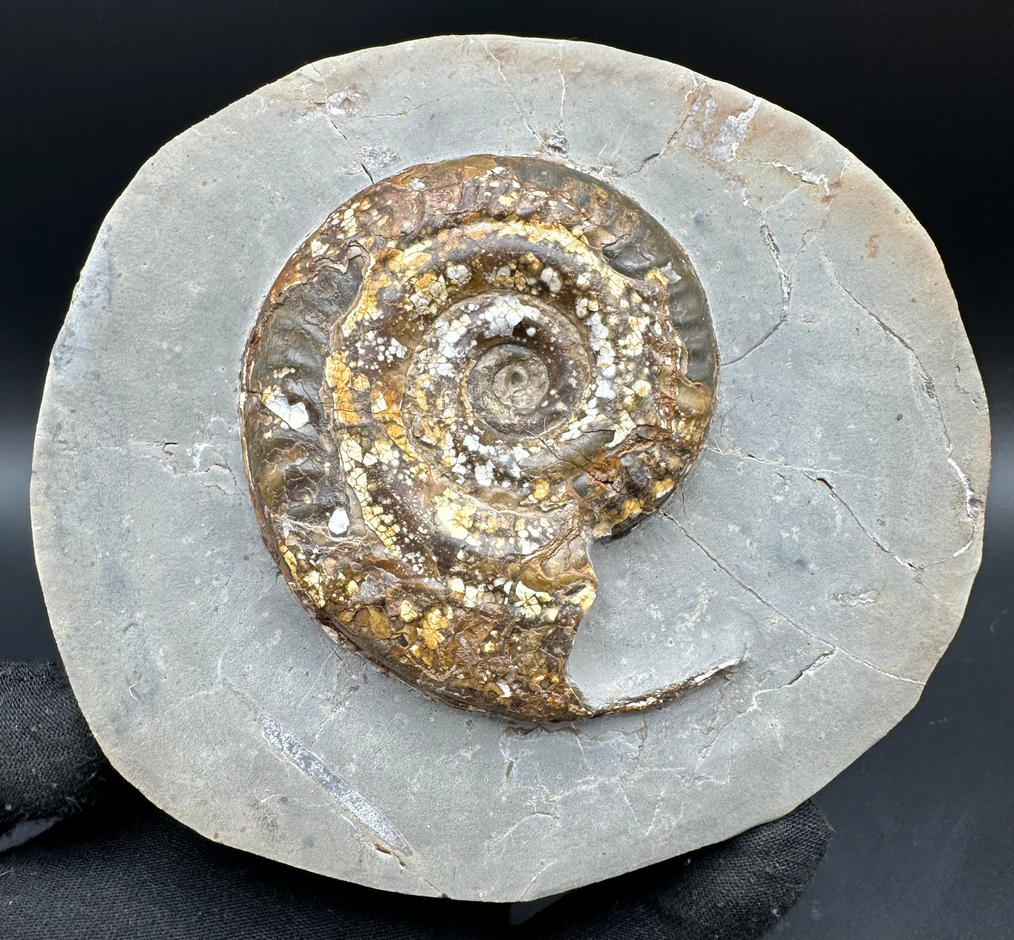 Hildoceras Bifrons Ammonite fossil with stand - Whitby, North Yorkshire Jurassic Coast, Yorkshire Fossils from the Jurassic Coast