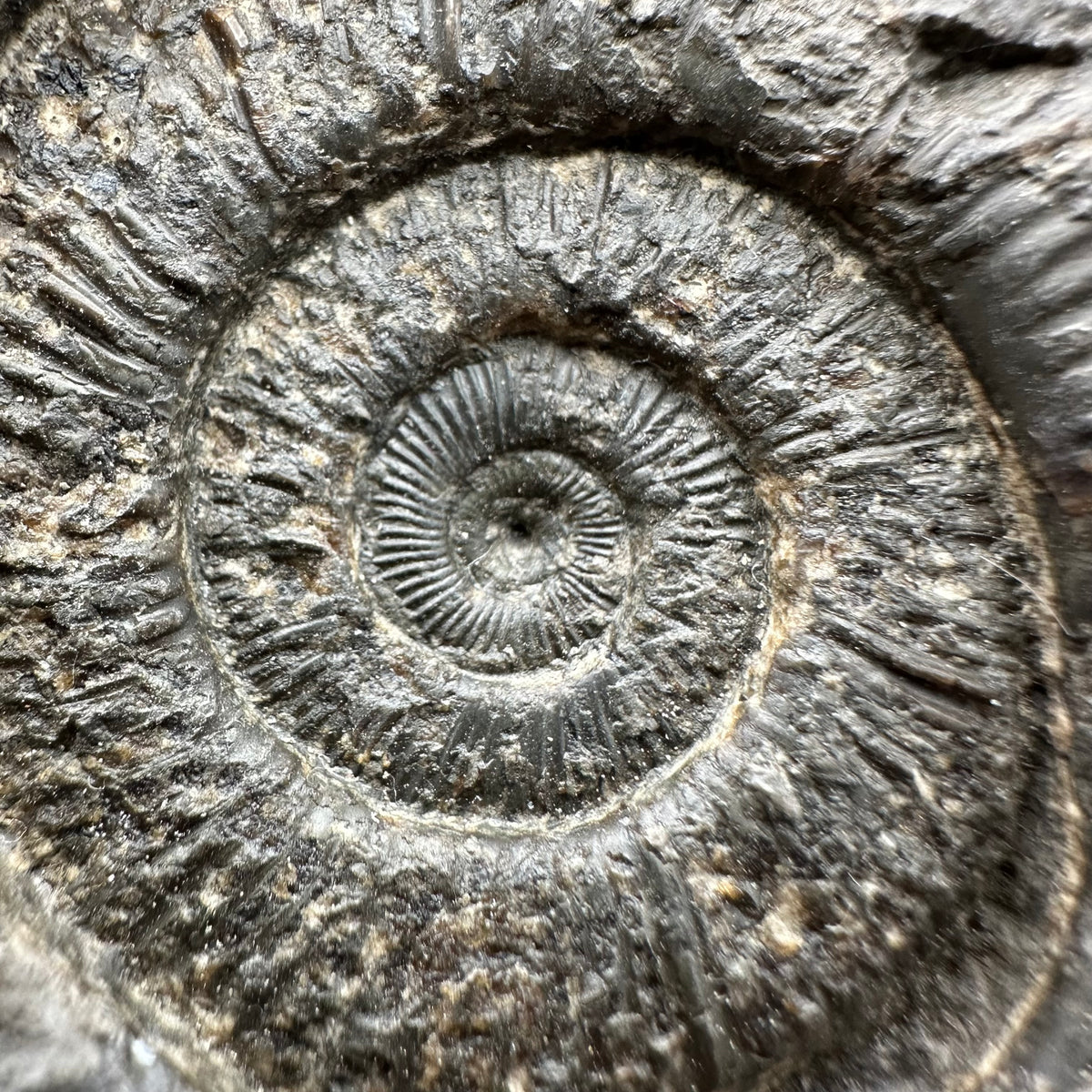 Dactylioceras Ammonite Fossil With box and Stand - Whitby, North Yorkshire Jurassic Coast Yorkshire Fossils
