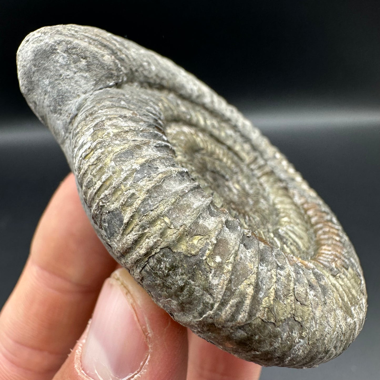 Dactylioceras Ammonite Fossil With Box And Stand - Whitby, North Yorkshire Jurassic Coast Yorkshire Fossils