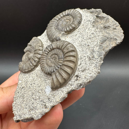 Arnioceras ammonite shell fossil with box and stand - Whitby, North Yorkshire Jurassic Coast Yorkshire Fossils